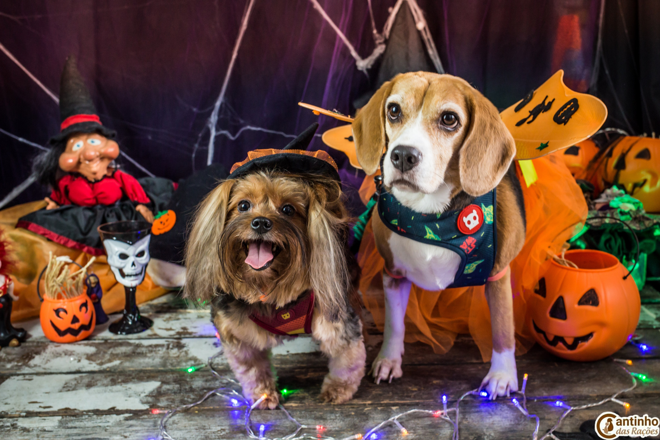 Hallowen — 2020 Doces ou travessuras. Fotografia Pet — estúdio, eventos, aniversários, ensaios temáticos