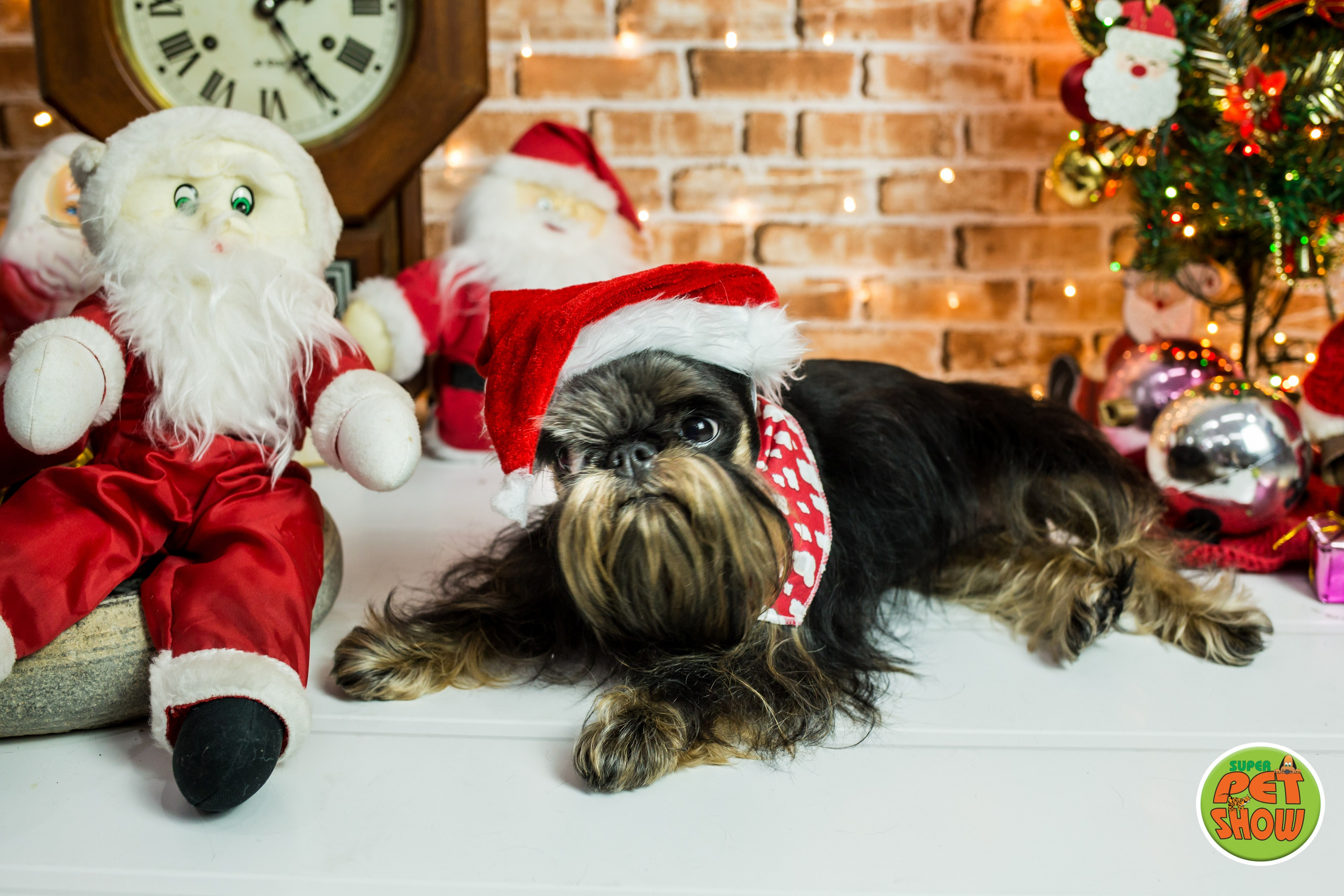 2019 — Natal encantado dos Pets. Fotografia Pet — estúdio, eventos, aniversários, ensaios temáticos