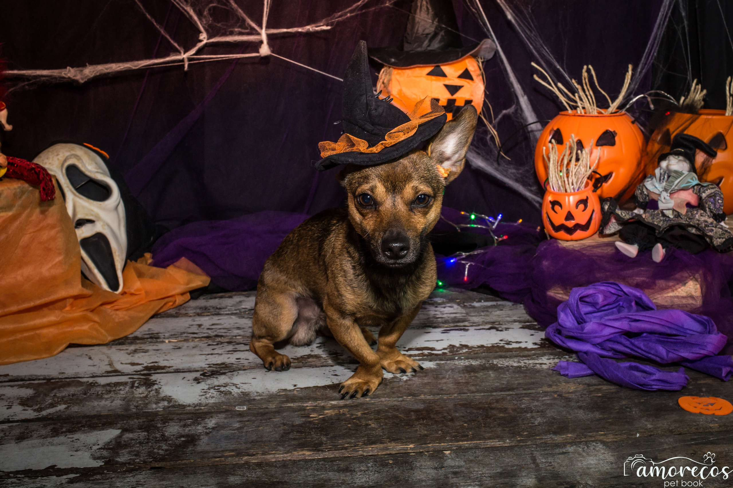 Hallowen — 2020 Doces ou travessuras. Fotografia Pet — estúdio, eventos, aniversários, ensaios temáticos
