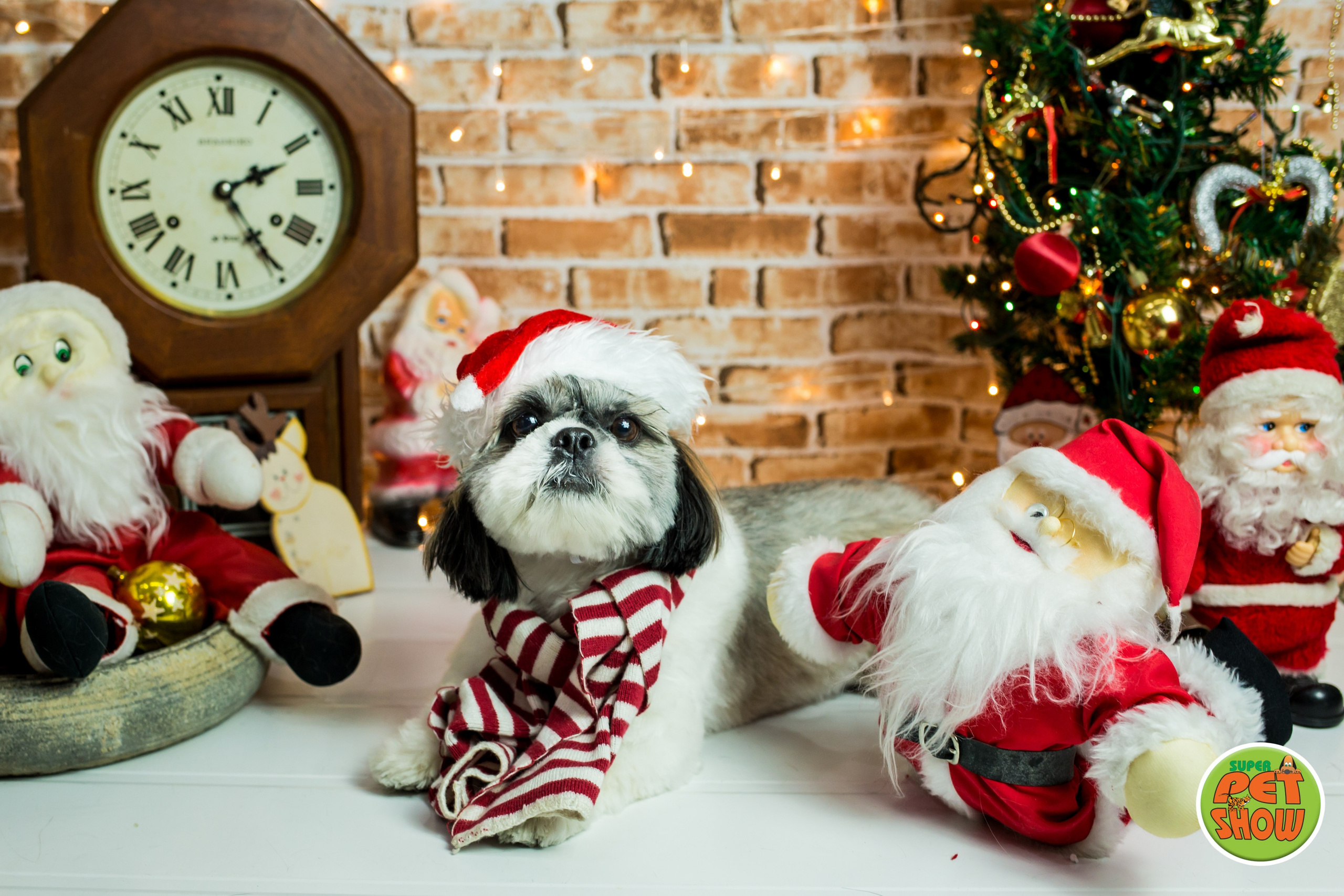 2019 — Natal encantado dos Pets. Fotografia Pet — estúdio, eventos, aniversários, ensaios temáticos