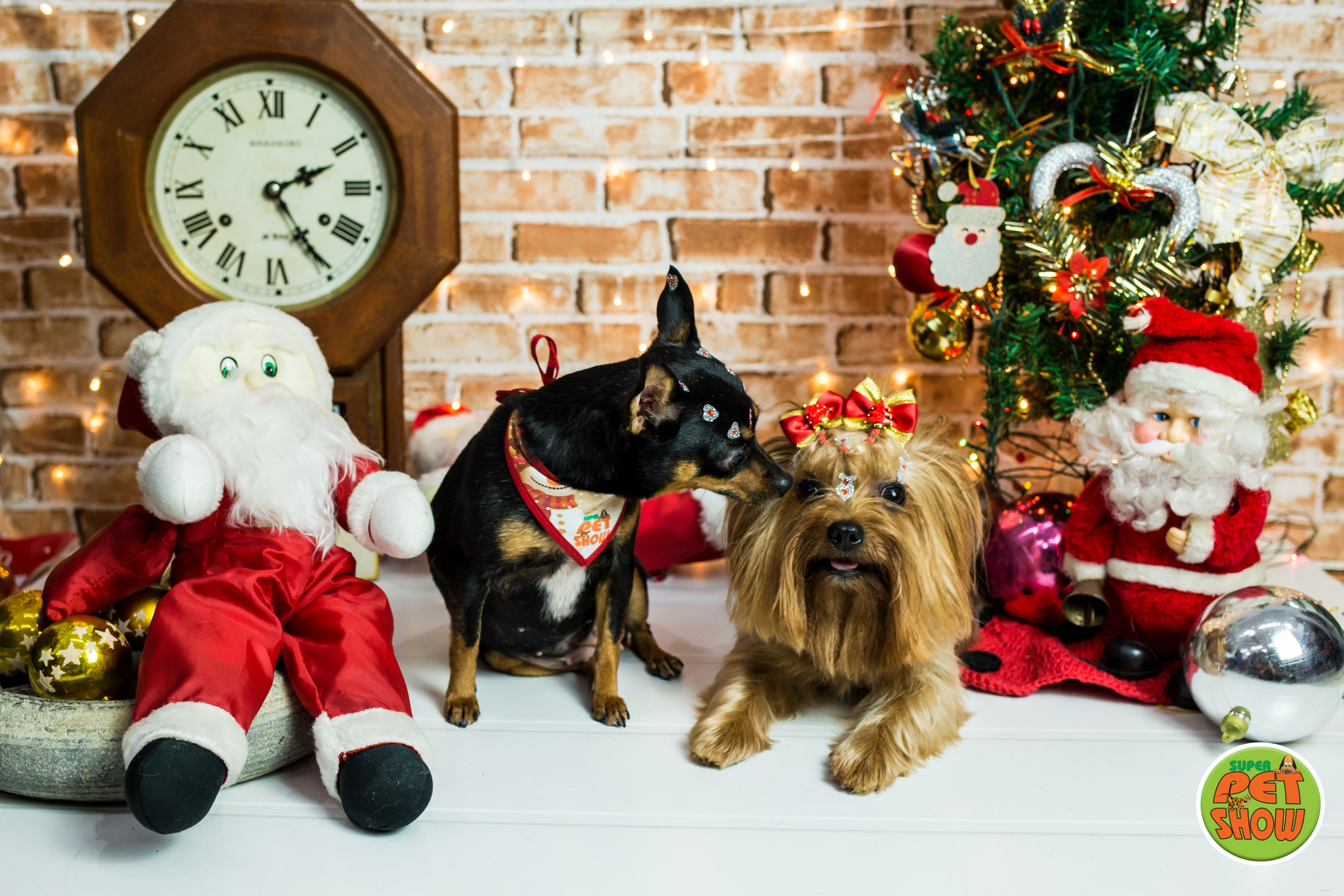 2019 — Natal encantado dos Pets. Fotografia Pet — estúdio, eventos, aniversários, ensaios temáticos