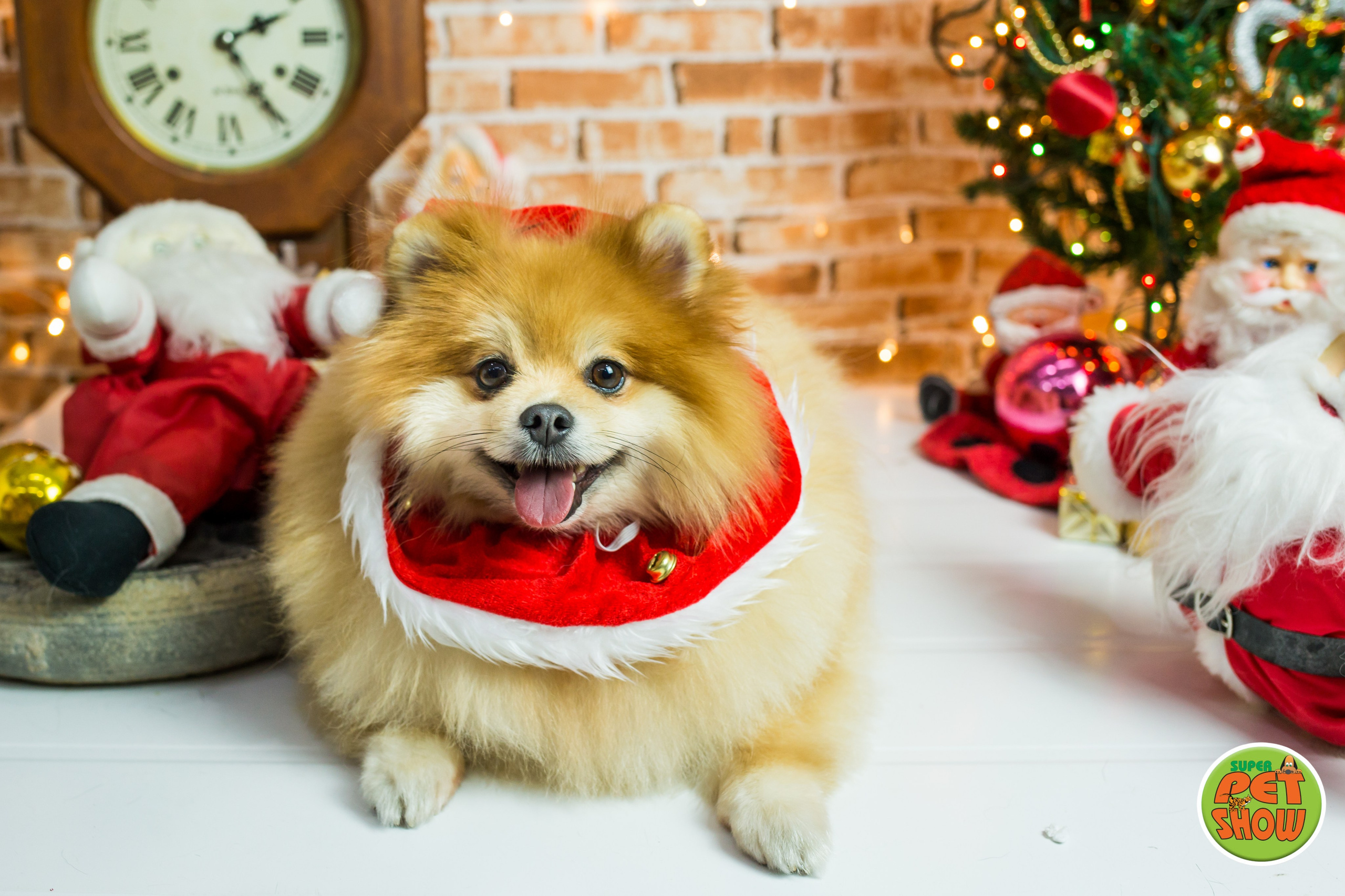 2019 — Natal encantado dos Pets. Fotografia Pet — estúdio, eventos, aniversários, ensaios temáticos