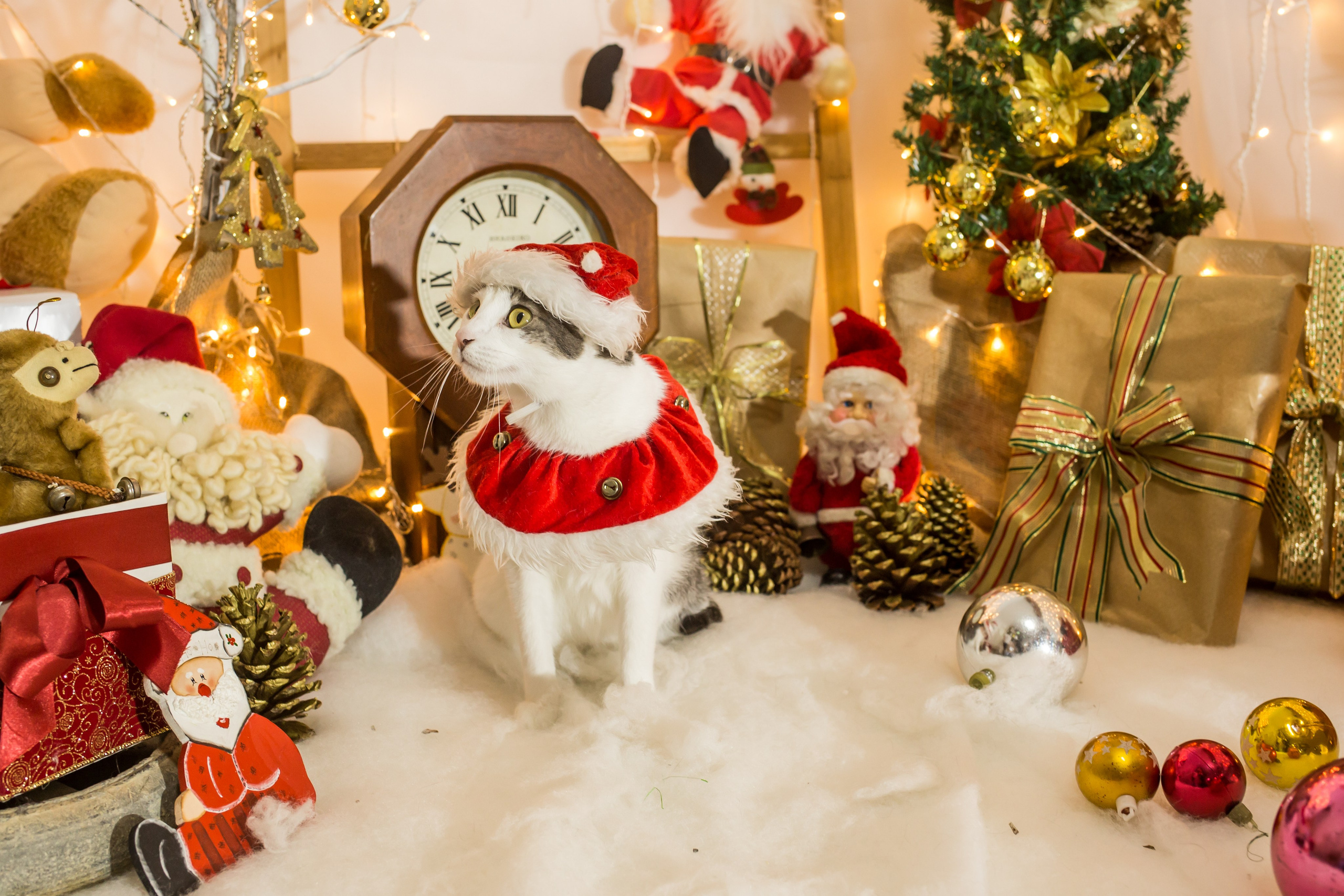 2021 — Natal encantado dos Pets. Fotografia Pet — estúdio, eventos, aniversários, ensaios temáticos