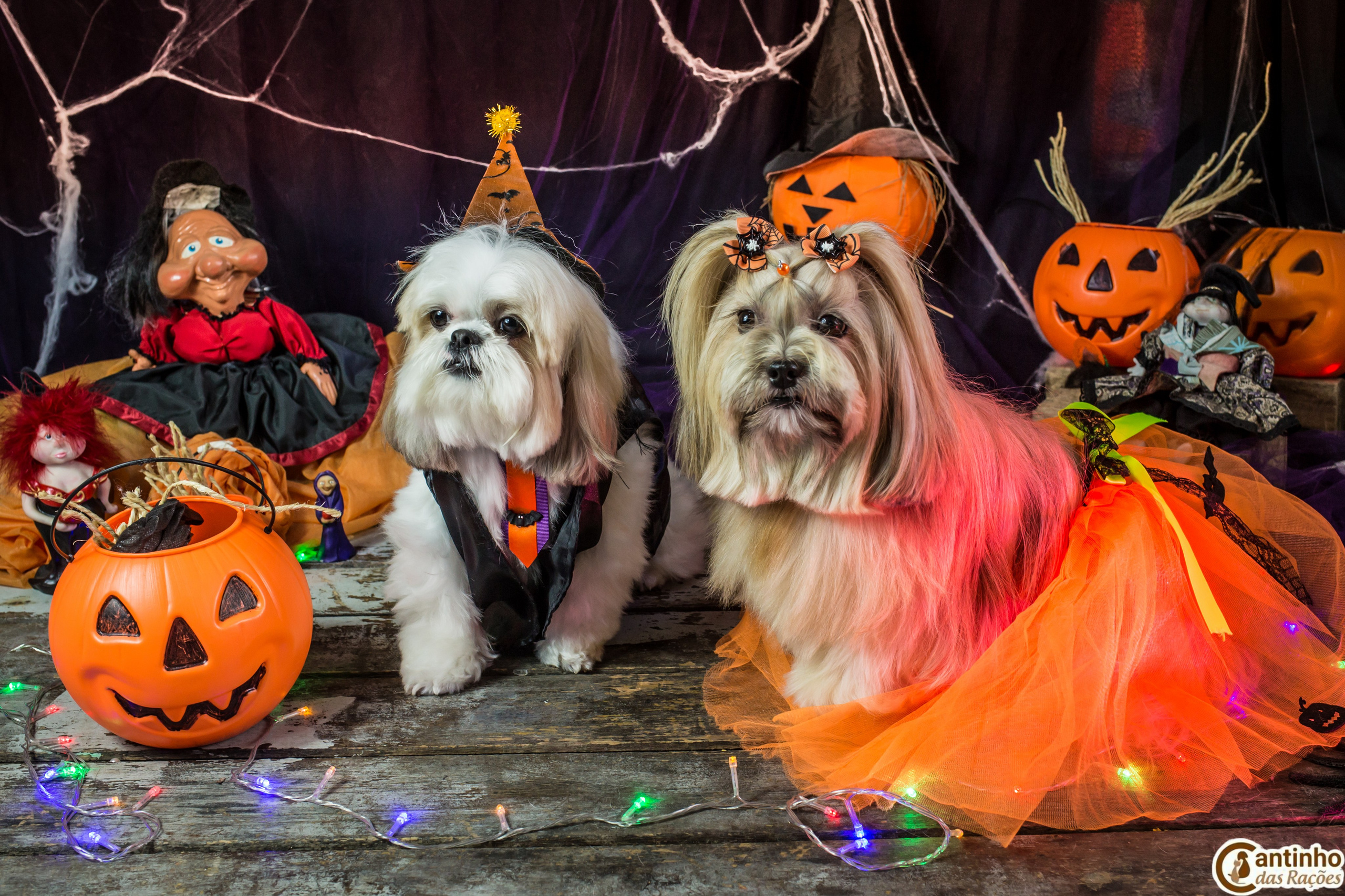 Hallowen — 2020 Doces ou travessuras. Fotografia Pet — estúdio, eventos, aniversários, ensaios temáticos