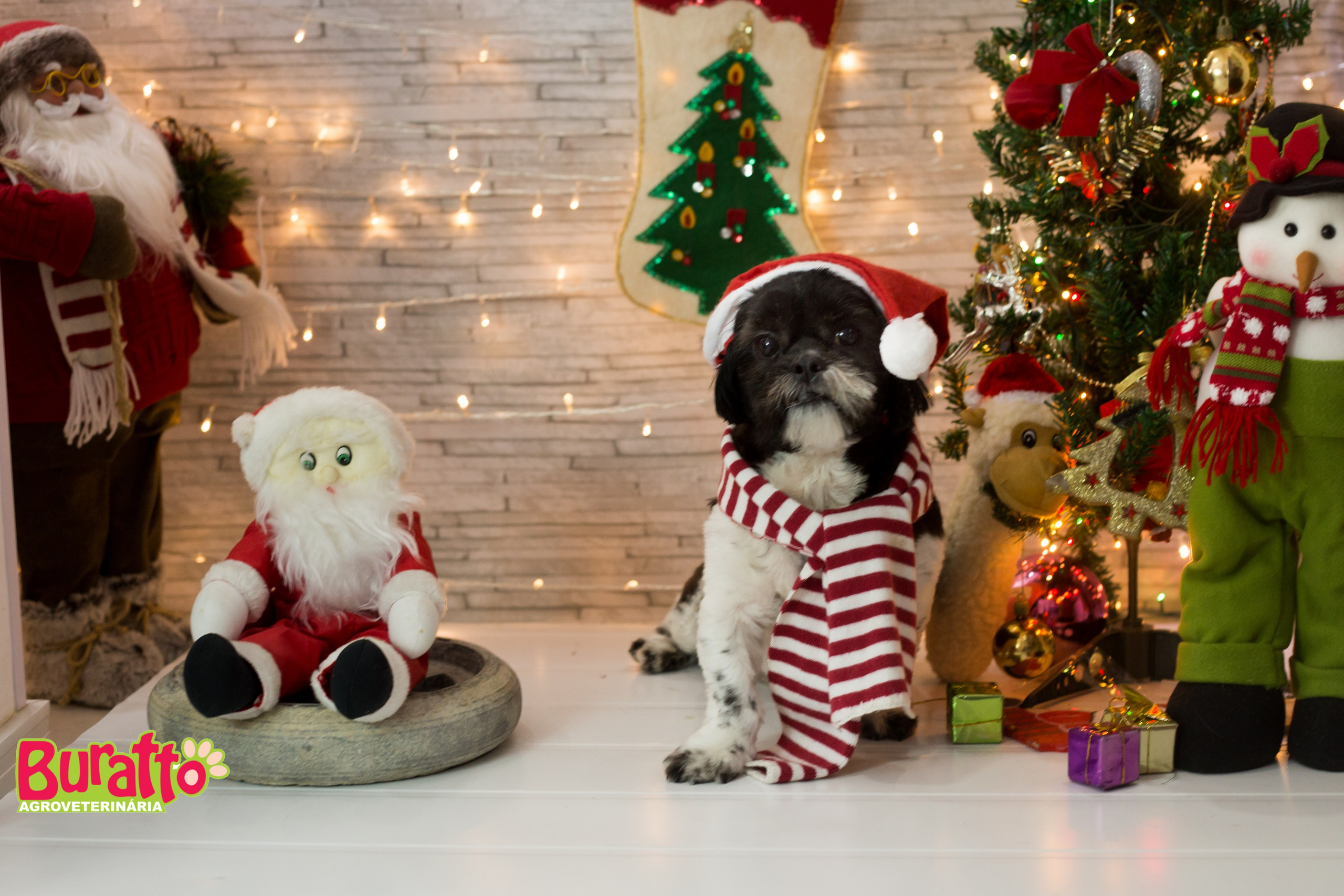 2018 — Natal encantado dos Pets. Fotografia Pet — estúdio, eventos, aniversários, ensaios temáticos