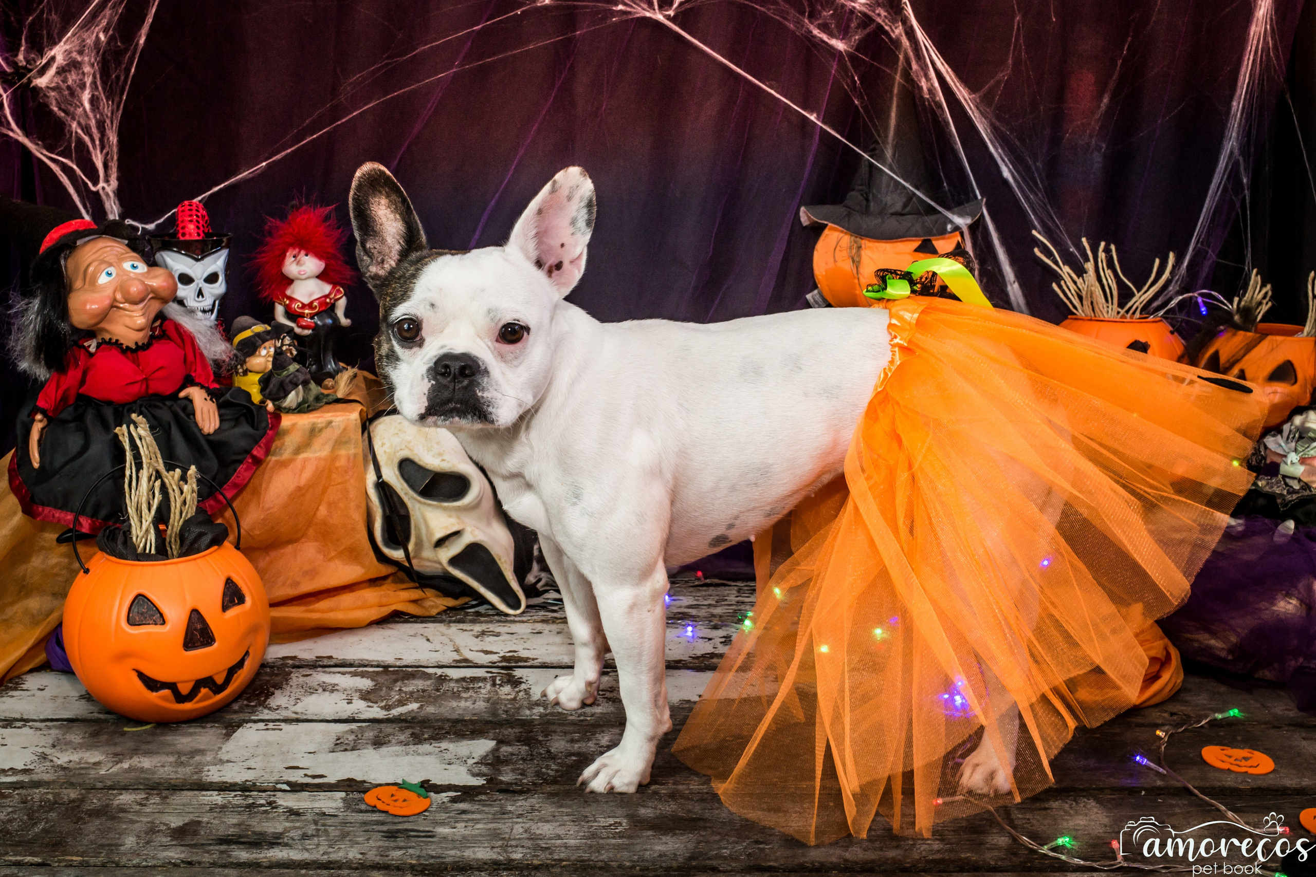 Hallowen — 2020 Doces ou travessuras. Fotografia Pet — estúdio, eventos, aniversários, ensaios temáticos