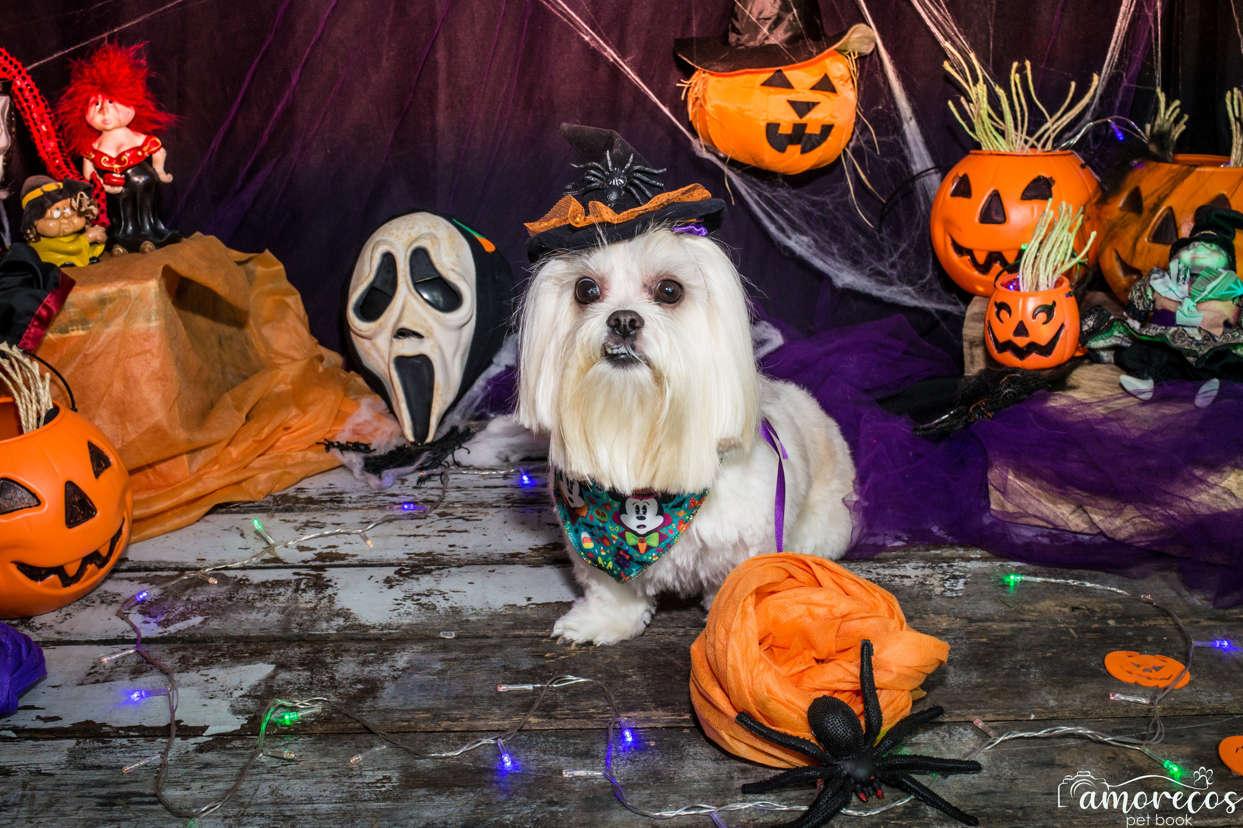 Hallowen — 2020 Doces ou travessuras. Fotografia Pet — estúdio, eventos, aniversários, ensaios temáticos