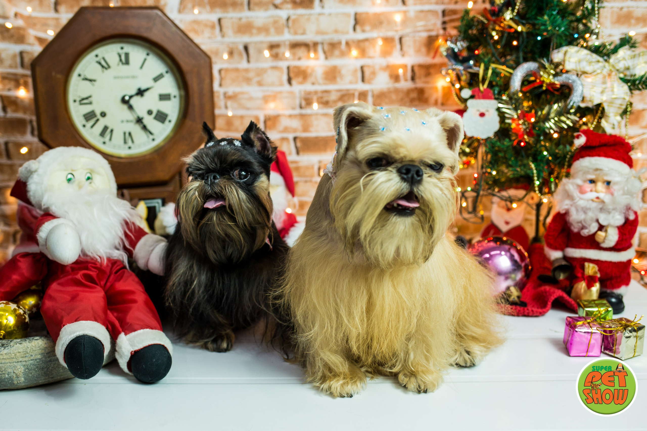2019 — Natal encantado dos Pets. Fotografia Pet — estúdio, eventos, aniversários, ensaios temáticos