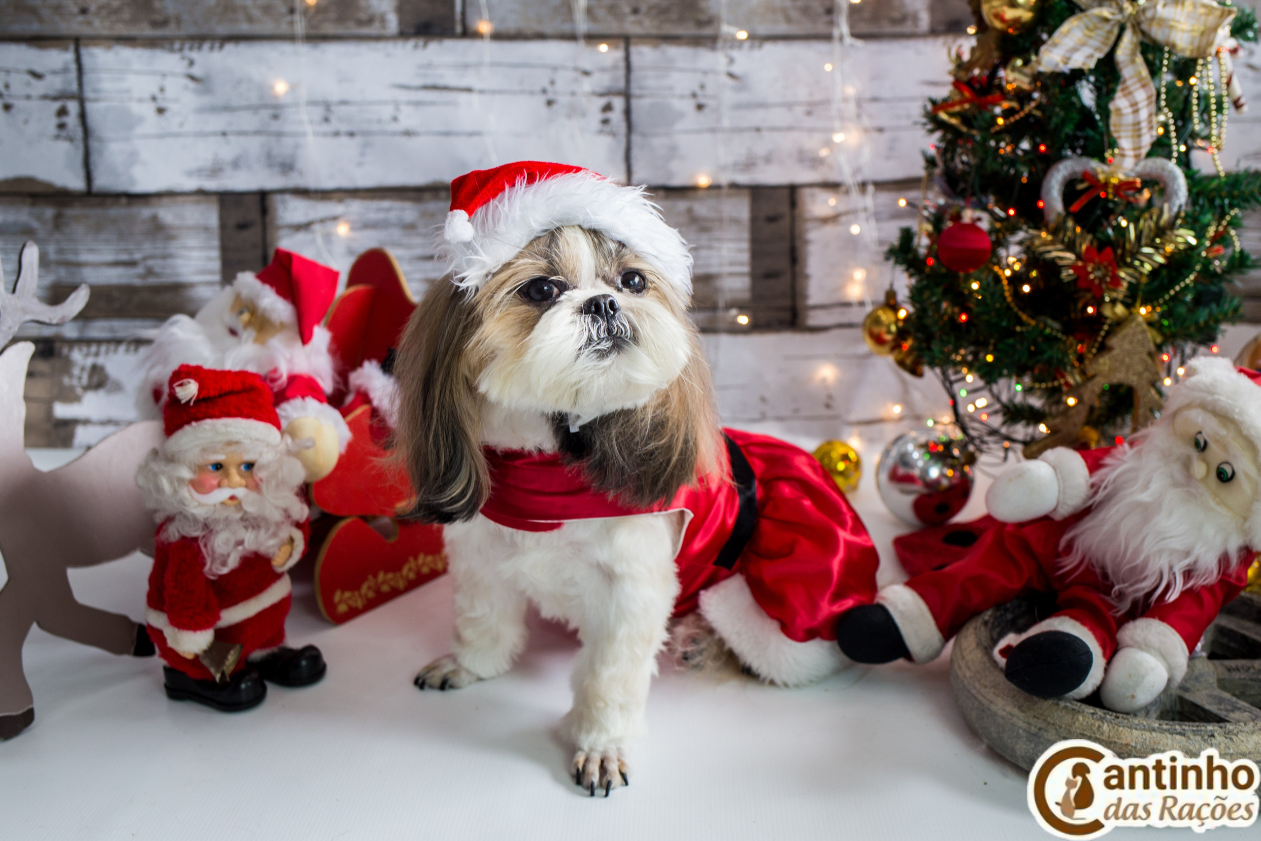 2019 — Natal encantado dos Pets. Fotografia Pet — estúdio, eventos, aniversários, ensaios temáticos