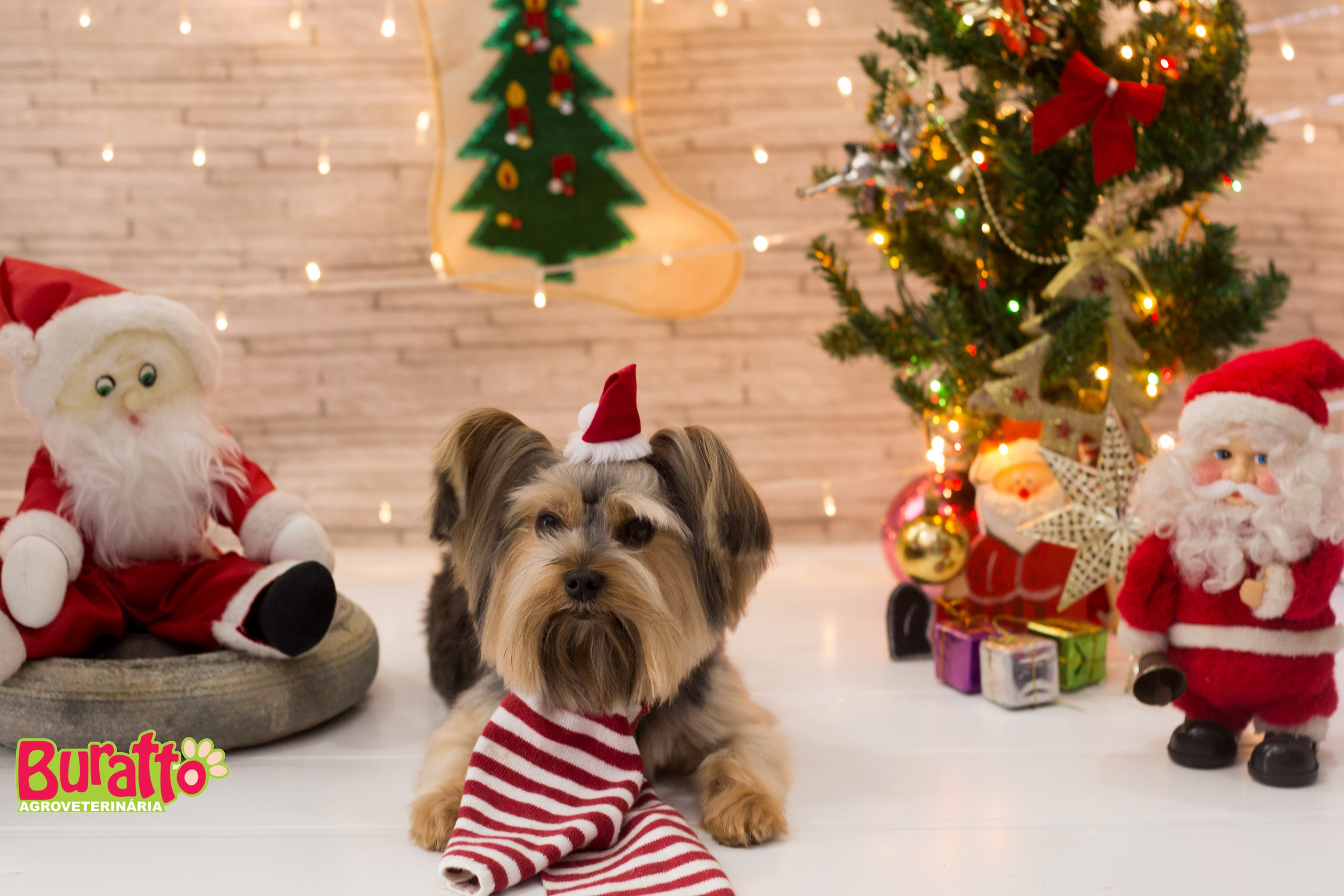 2018 — Natal encantado dos Pets. Fotografia Pet — estúdio, eventos, aniversários, ensaios temáticos