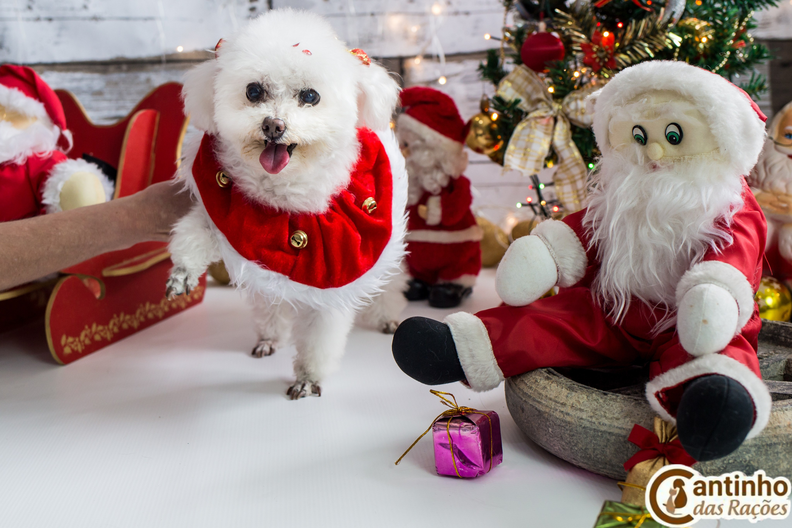 2019 — Natal encantado dos Pets. Fotografia Pet — estúdio, eventos, aniversários, ensaios temáticos