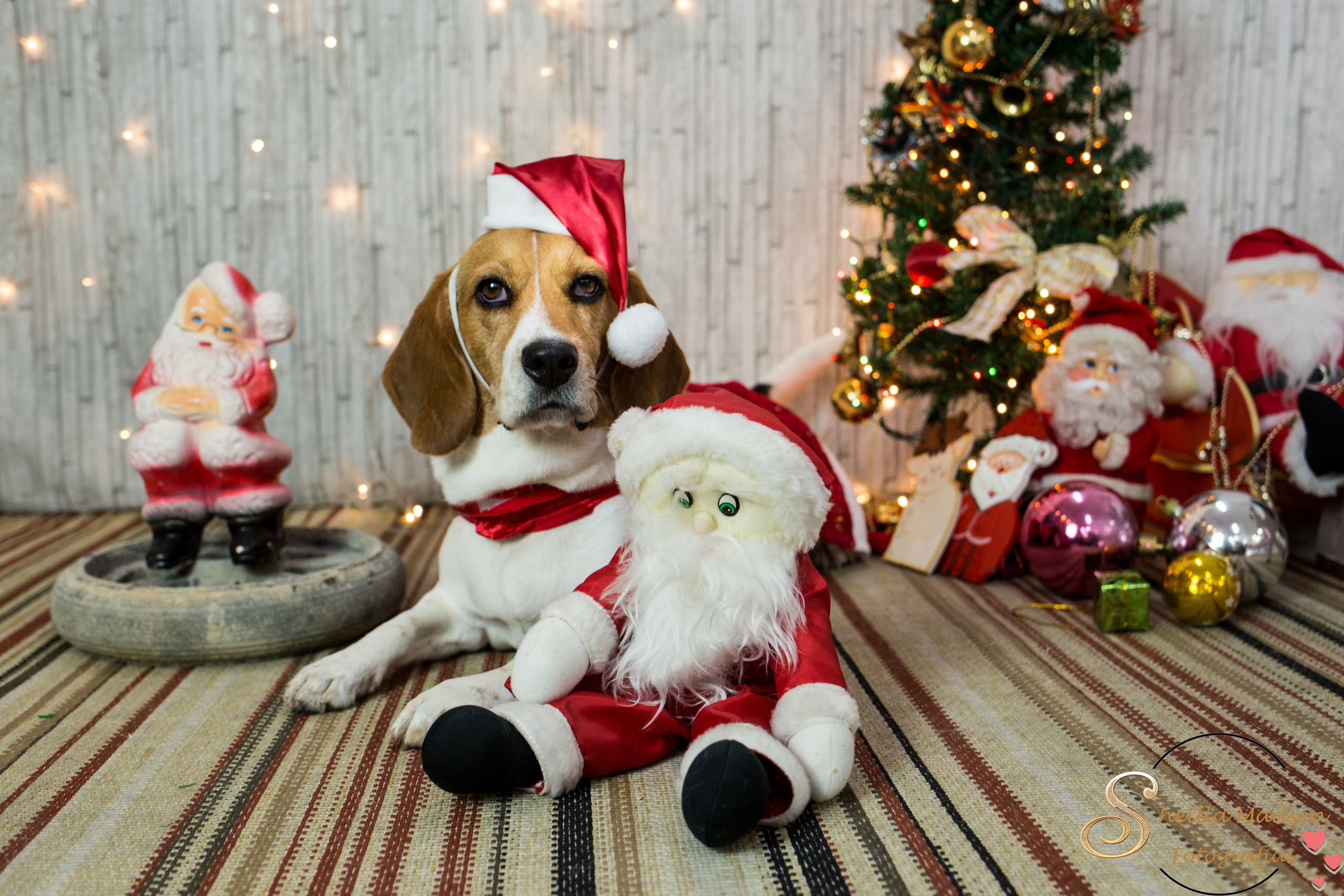 2019 — Natal encantado dos Pets. Fotografia Pet — estúdio, eventos, aniversários, ensaios temáticos