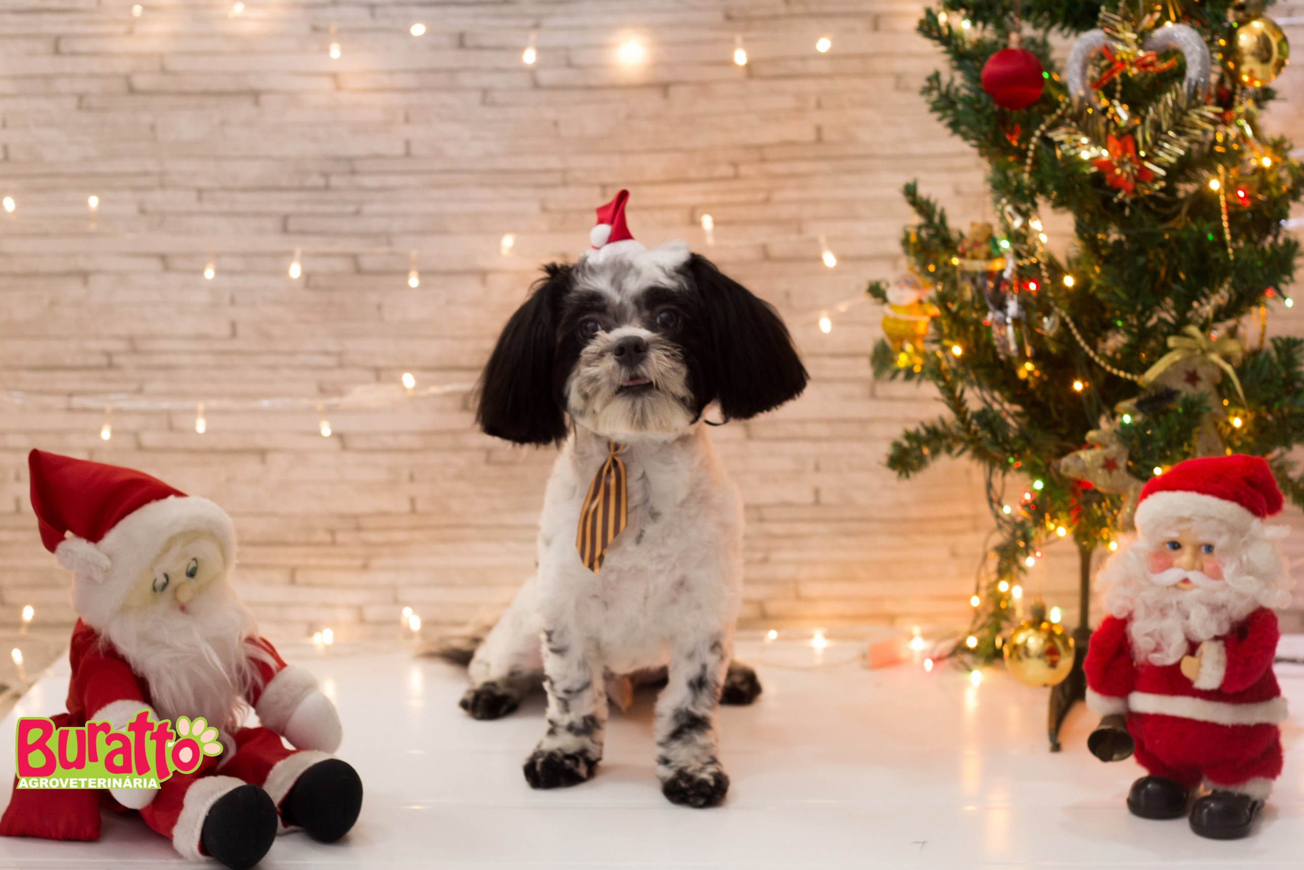 2018 — Natal encantado dos Pets. Fotografia Pet — estúdio, eventos, aniversários, ensaios temáticos