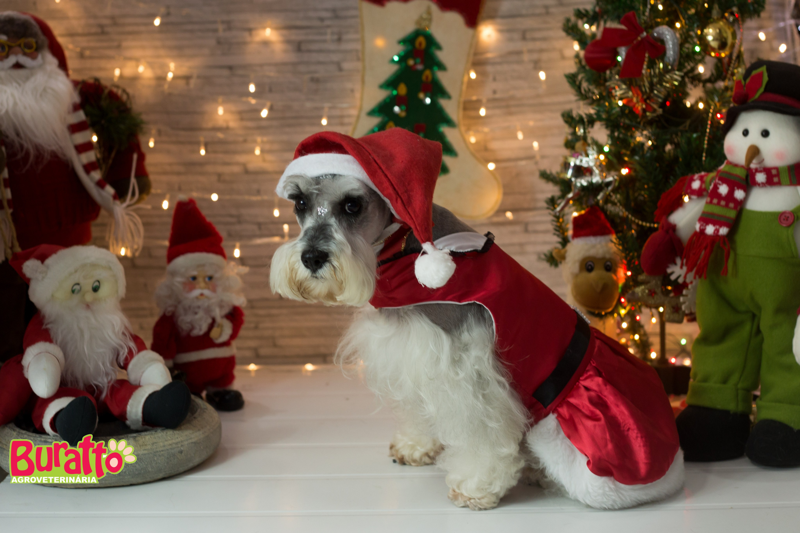 2018 — Natal encantado dos Pets. Fotografia Pet — estúdio, eventos, aniversários, ensaios temáticos