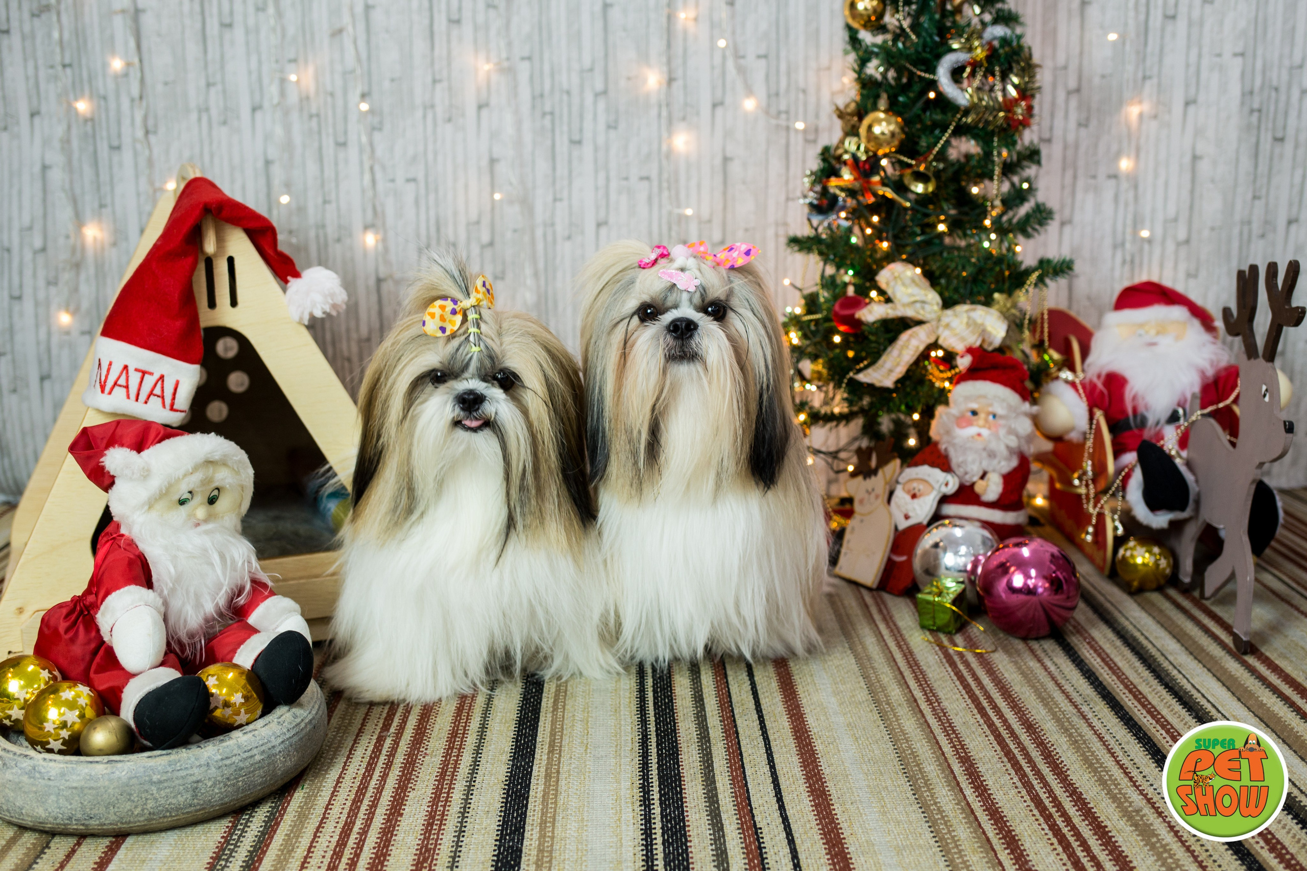 2019 — Natal encantado dos Pets. Fotografia Pet — estúdio, eventos, aniversários, ensaios temáticos
