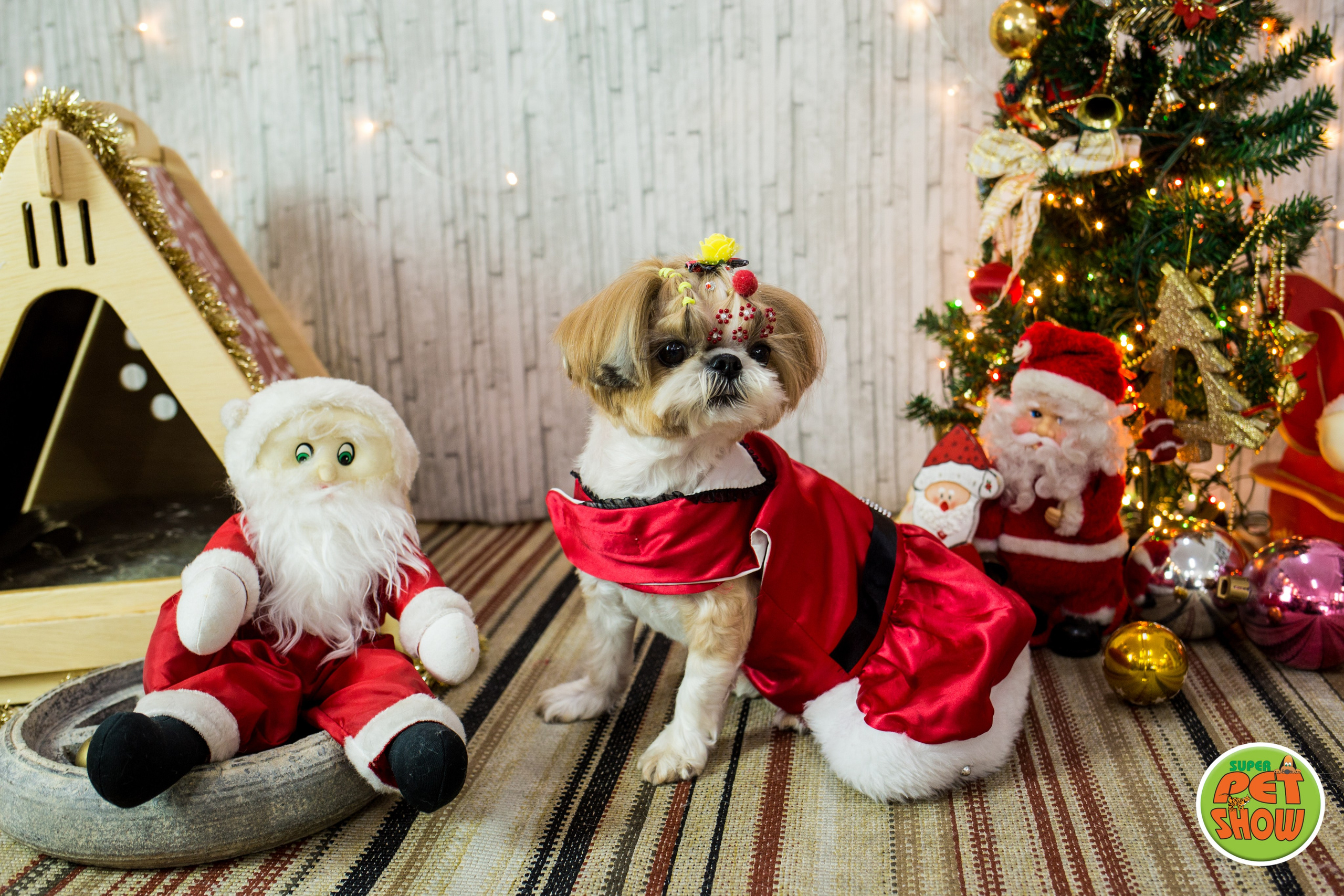 2019 — Natal encantado dos Pets. Fotografia Pet — estúdio, eventos, aniversários, ensaios temáticos