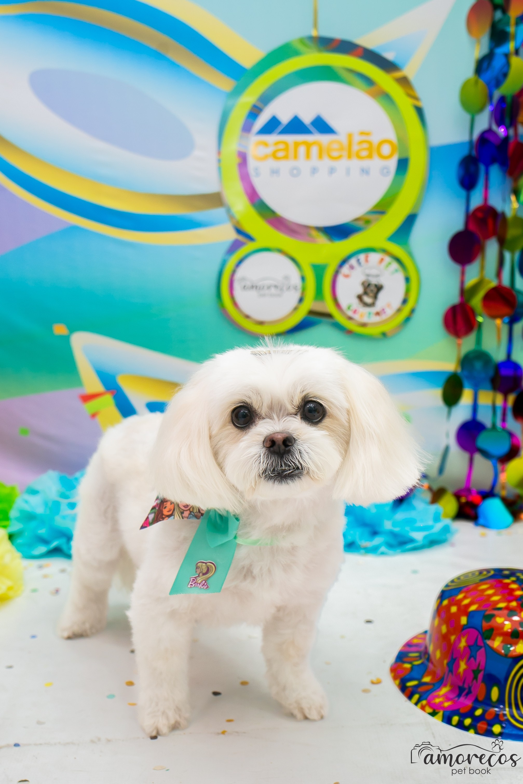 Carnaval 2026 — Camelão. Fotografia Pet — estúdio, eventos, aniversários, ensaios temáticos