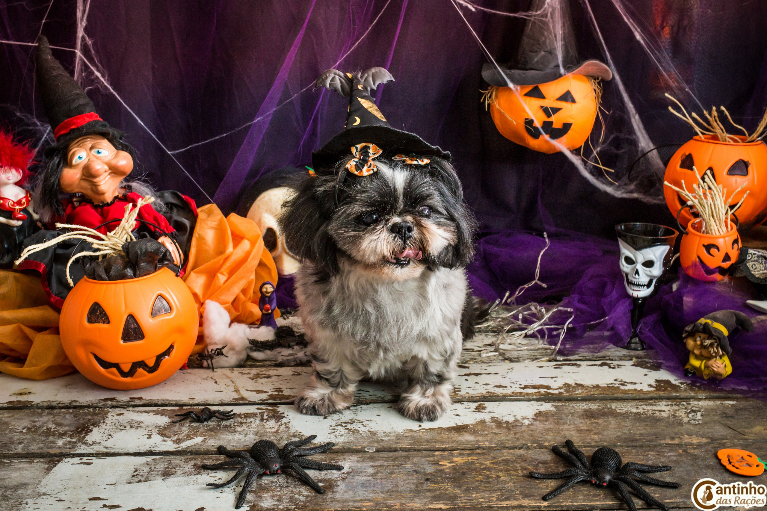 Hallowen — 2020 Doces ou travessuras. Fotografia Pet — estúdio, eventos, aniversários, ensaios temáticos