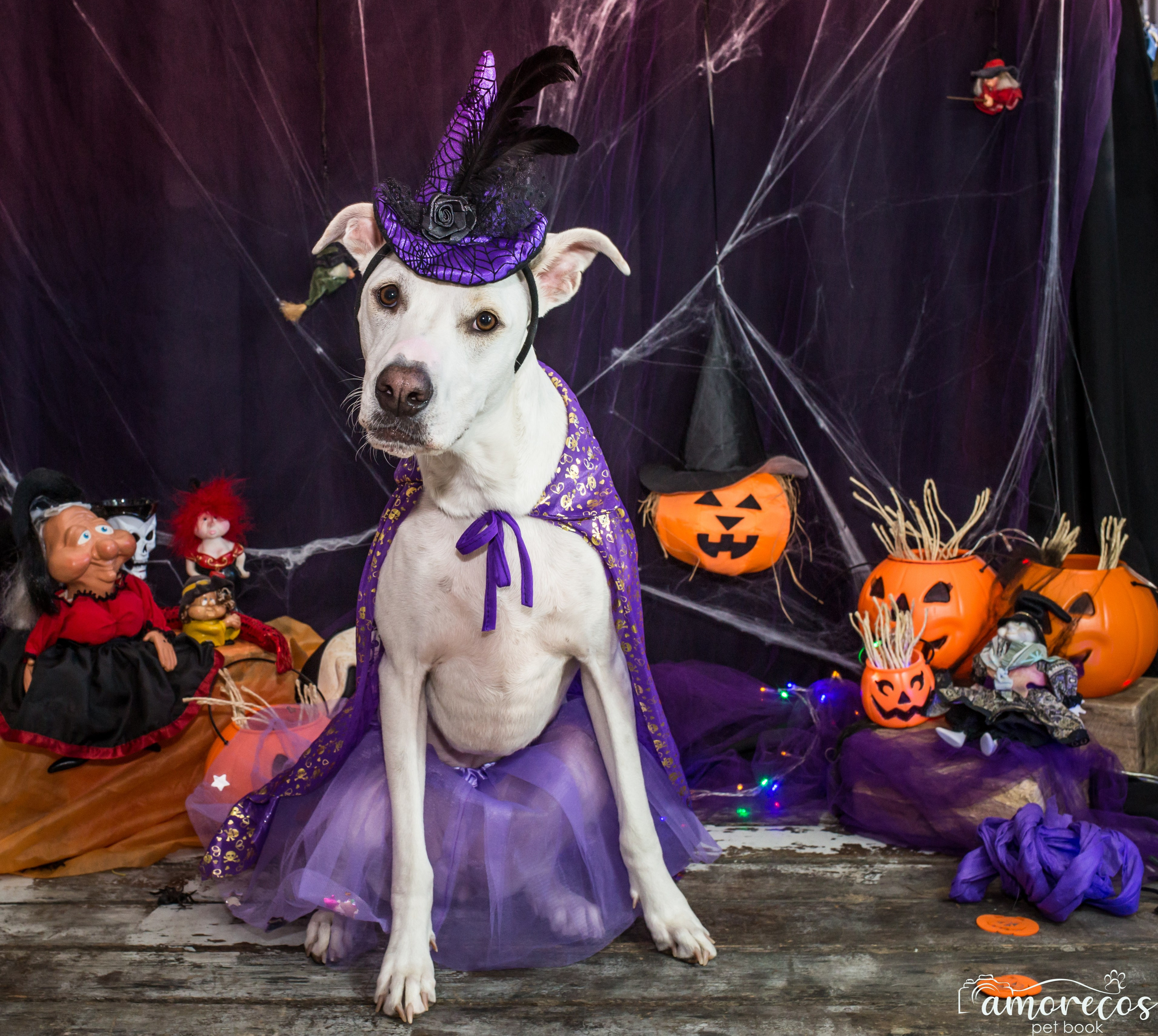 Hallowen — 2020 Doces ou travessuras. Fotografia Pet — estúdio, eventos, aniversários, ensaios temáticos