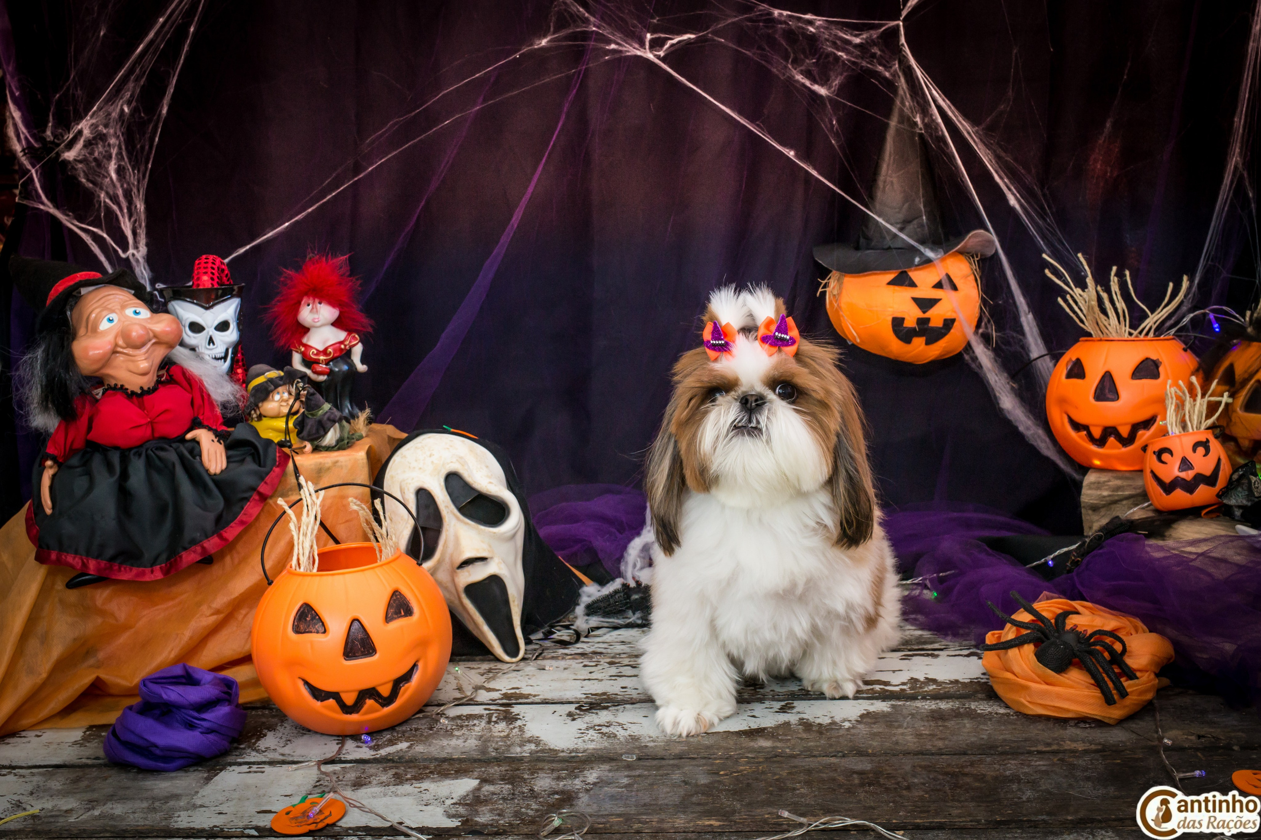 Hallowen — 2020 Doces ou travessuras. Fotografia Pet — estúdio, eventos, aniversários, ensaios temáticos