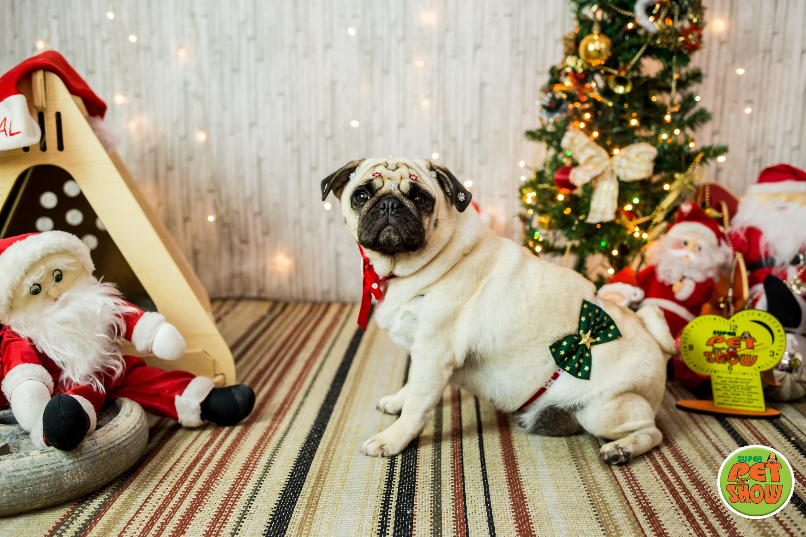 2019 — Natal encantado dos Pets. Fotografia Pet — estúdio, eventos, aniversários, ensaios temáticos