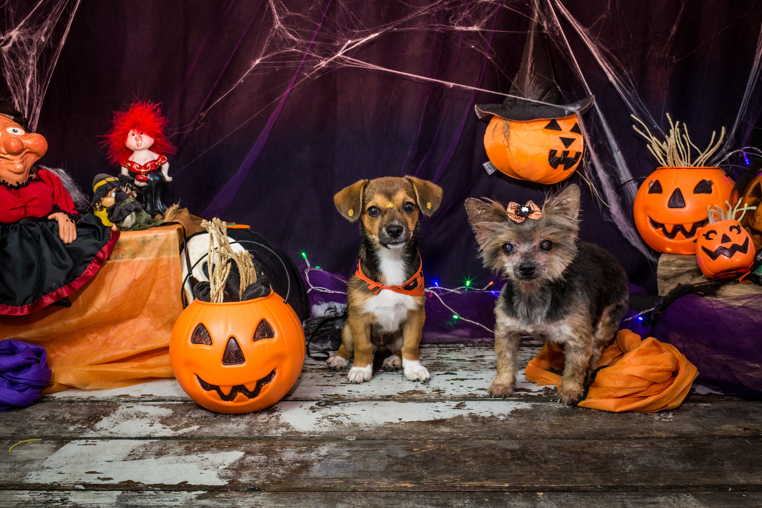 Hallowen — 2020 Doces ou travessuras. Fotografia Pet — estúdio, eventos, aniversários, ensaios temáticos