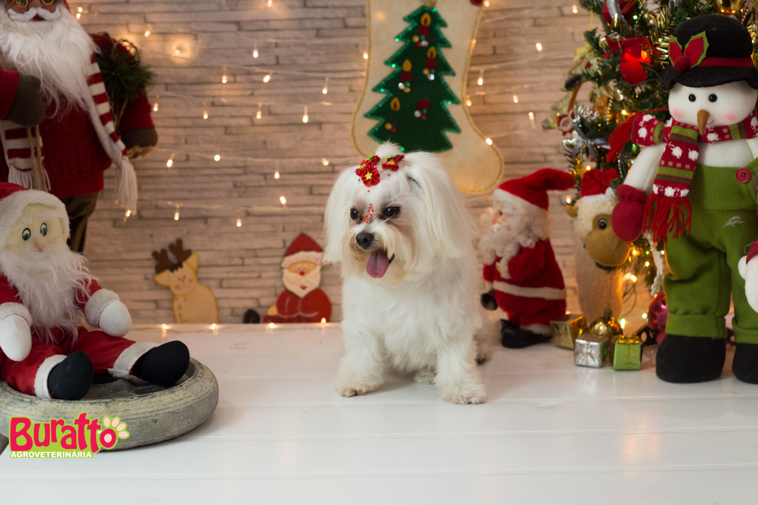 2018 — Natal encantado dos Pets. Fotografia Pet — estúdio, eventos, aniversários, ensaios temáticos