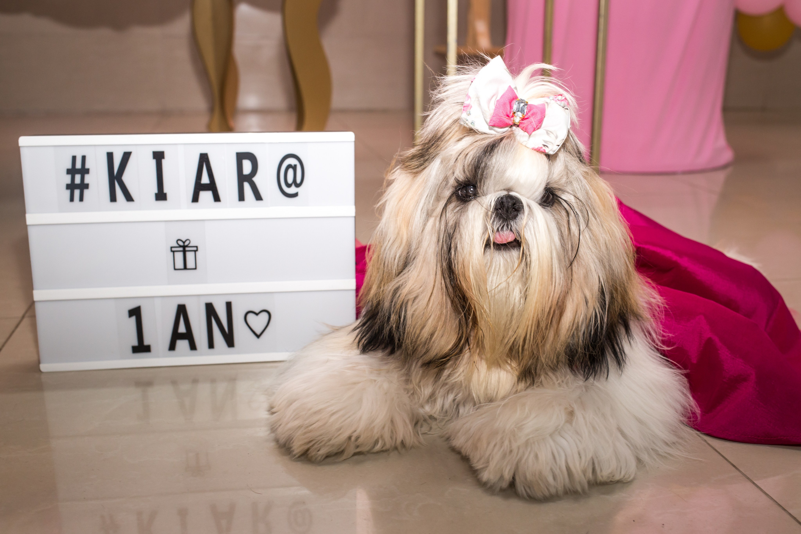 Kiara — 1 aninho. Fotografia Pet — estúdio, eventos, aniversários, ensaios temáticos