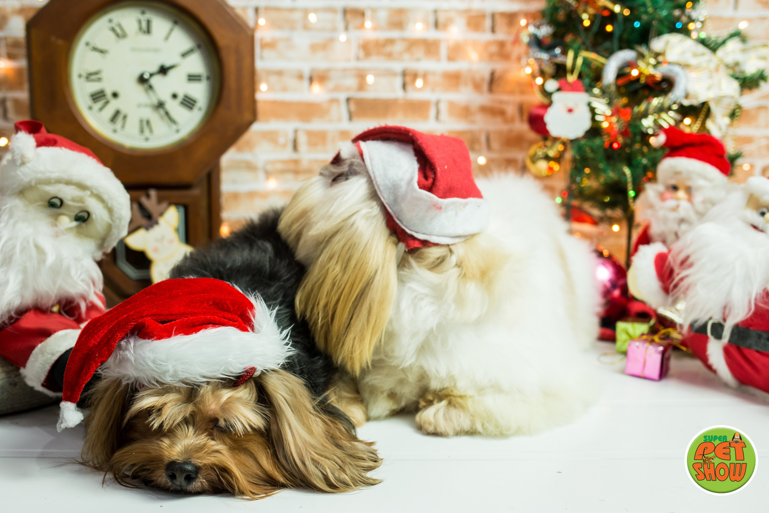 2019 — Natal encantado dos Pets. Fotografia Pet — estúdio, eventos, aniversários, ensaios temáticos