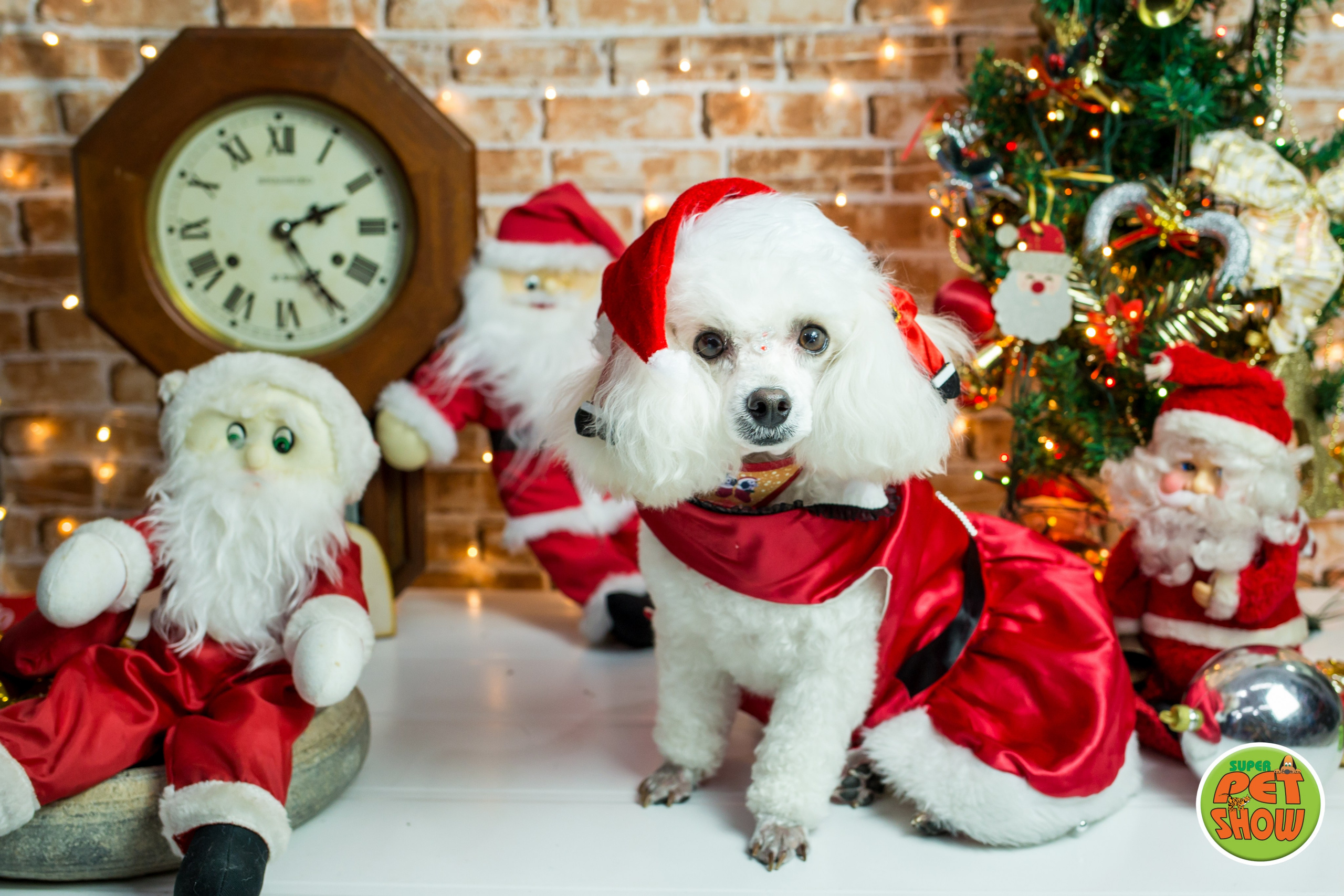 2019 — Natal encantado dos Pets. Fotografia Pet — estúdio, eventos, aniversários, ensaios temáticos