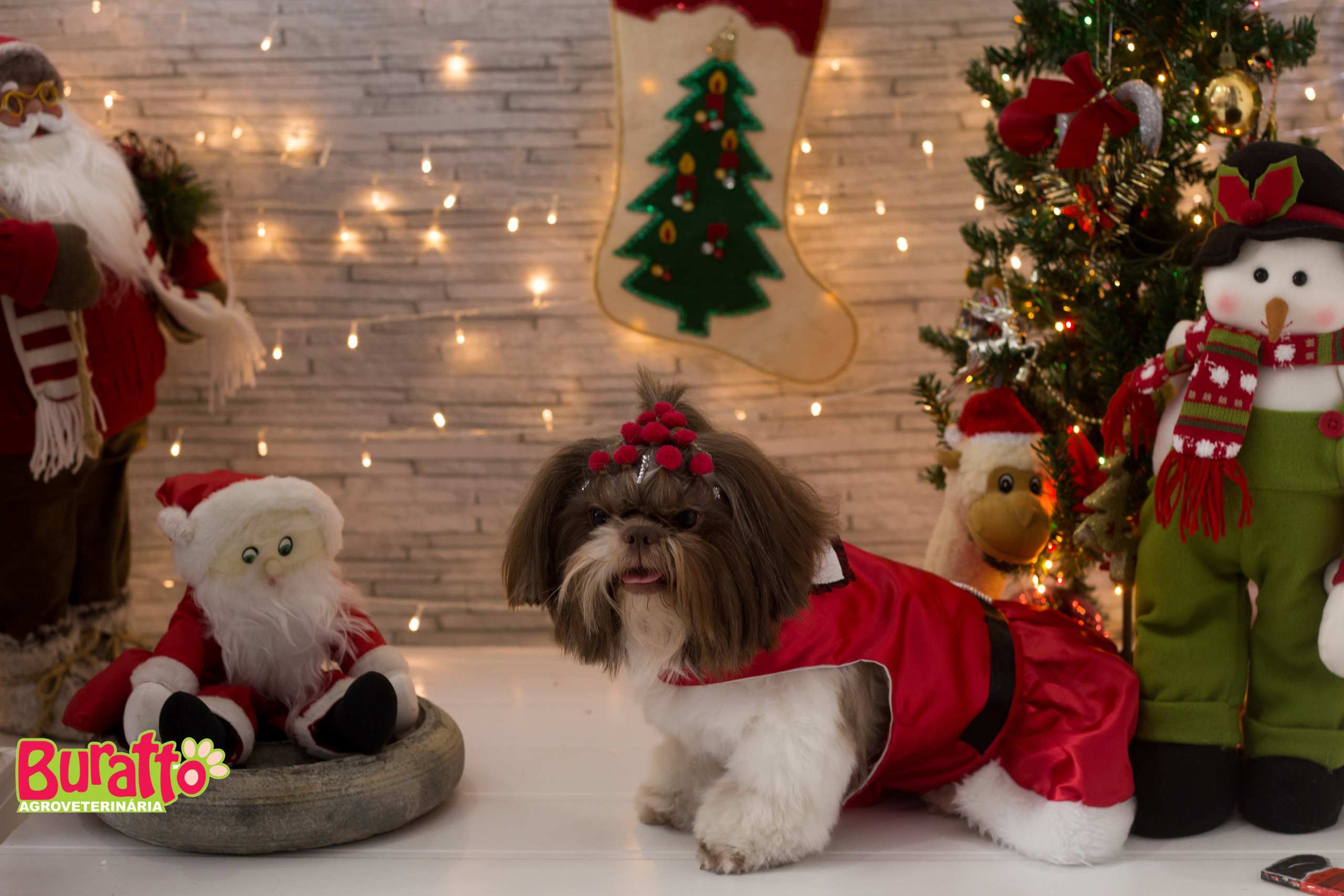 2018 — Natal encantado dos Pets. Fotografia Pet — estúdio, eventos, aniversários, ensaios temáticos