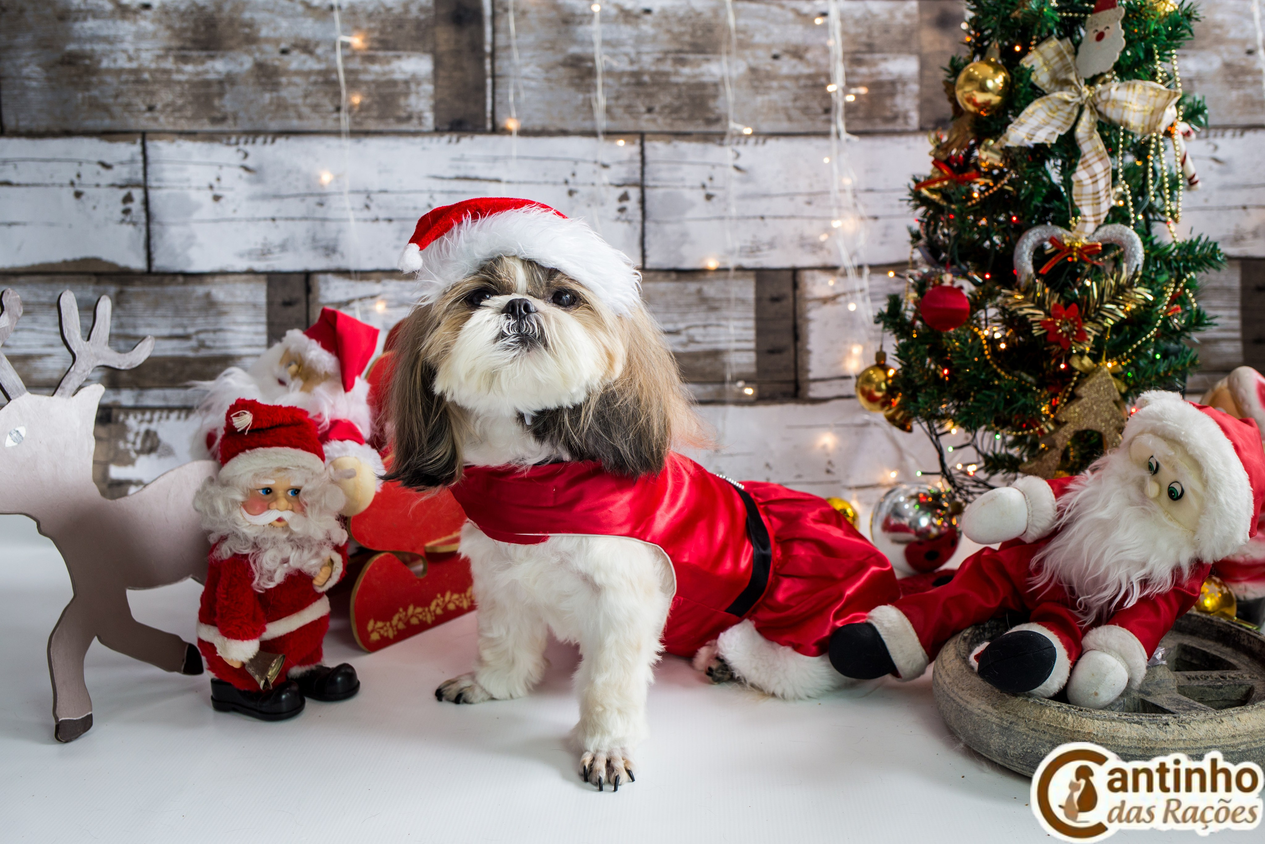 2019 — Natal encantado dos Pets. Fotografia Pet — estúdio, eventos, aniversários, ensaios temáticos