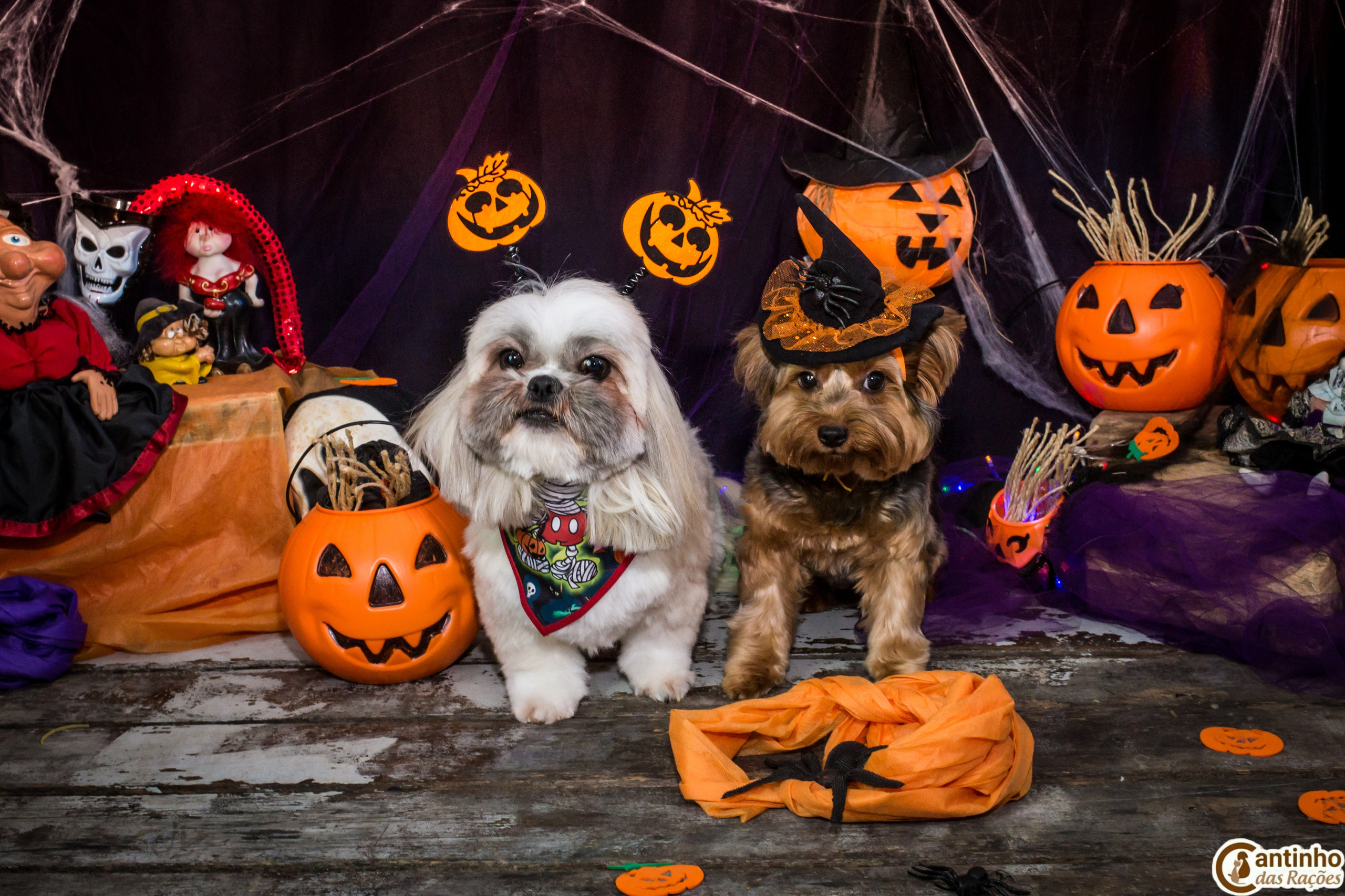 Hallowen — 2020 Doces ou travessuras. Fotografia Pet — estúdio, eventos, aniversários, ensaios temáticos