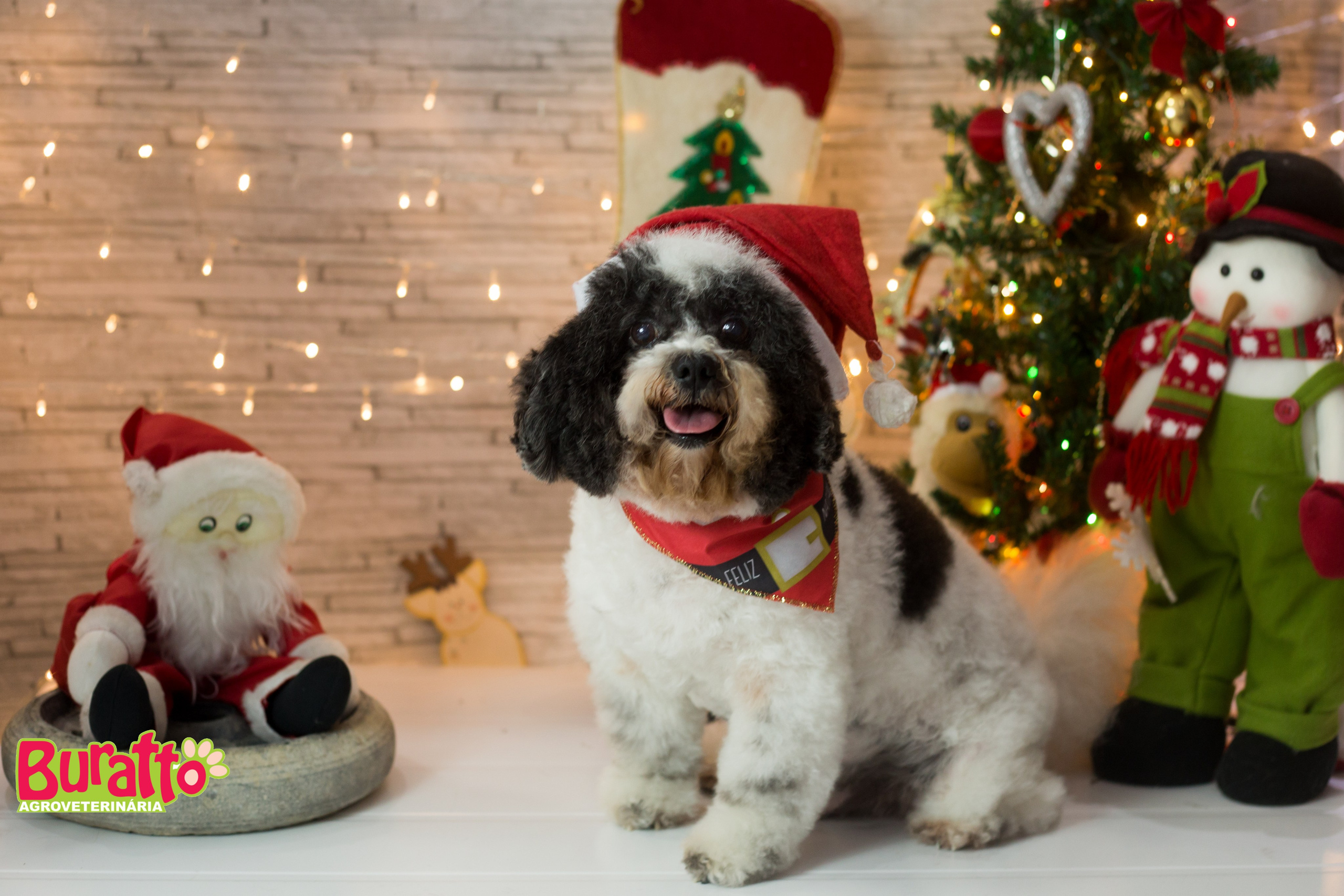 2018 — Natal encantado dos Pets. Fotografia Pet — estúdio, eventos, aniversários, ensaios temáticos
