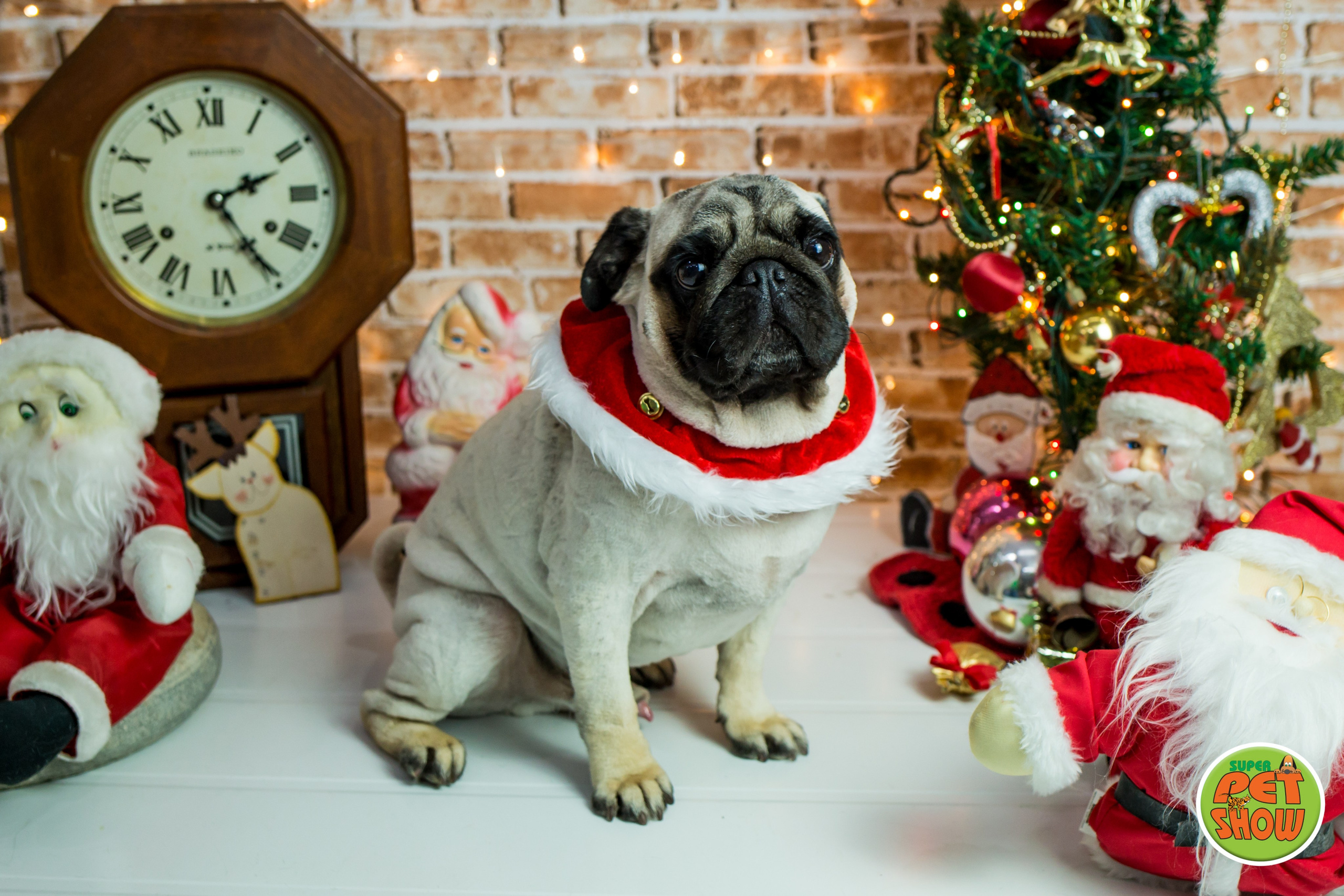 2019 — Natal encantado dos Pets. Fotografia Pet — estúdio, eventos, aniversários, ensaios temáticos
