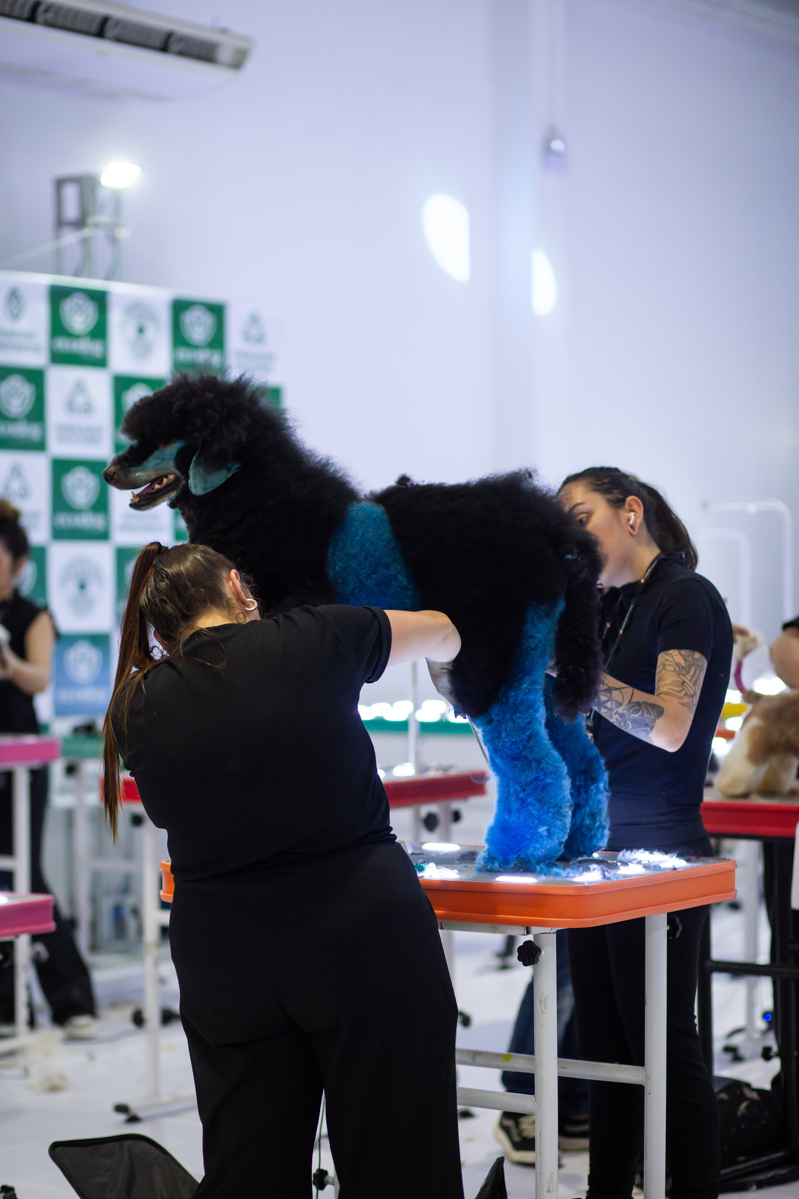 Feira Pet Sul 2025 — São José/SC. Fotografia Pet — estúdio, eventos, aniversários, ensaios temáticos