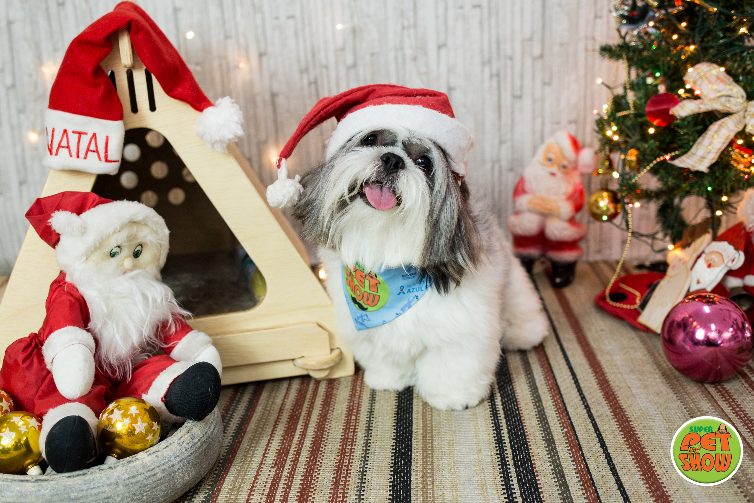 2019 — Natal encantado dos Pets. Fotografia Pet — estúdio, eventos, aniversários, ensaios temáticos
