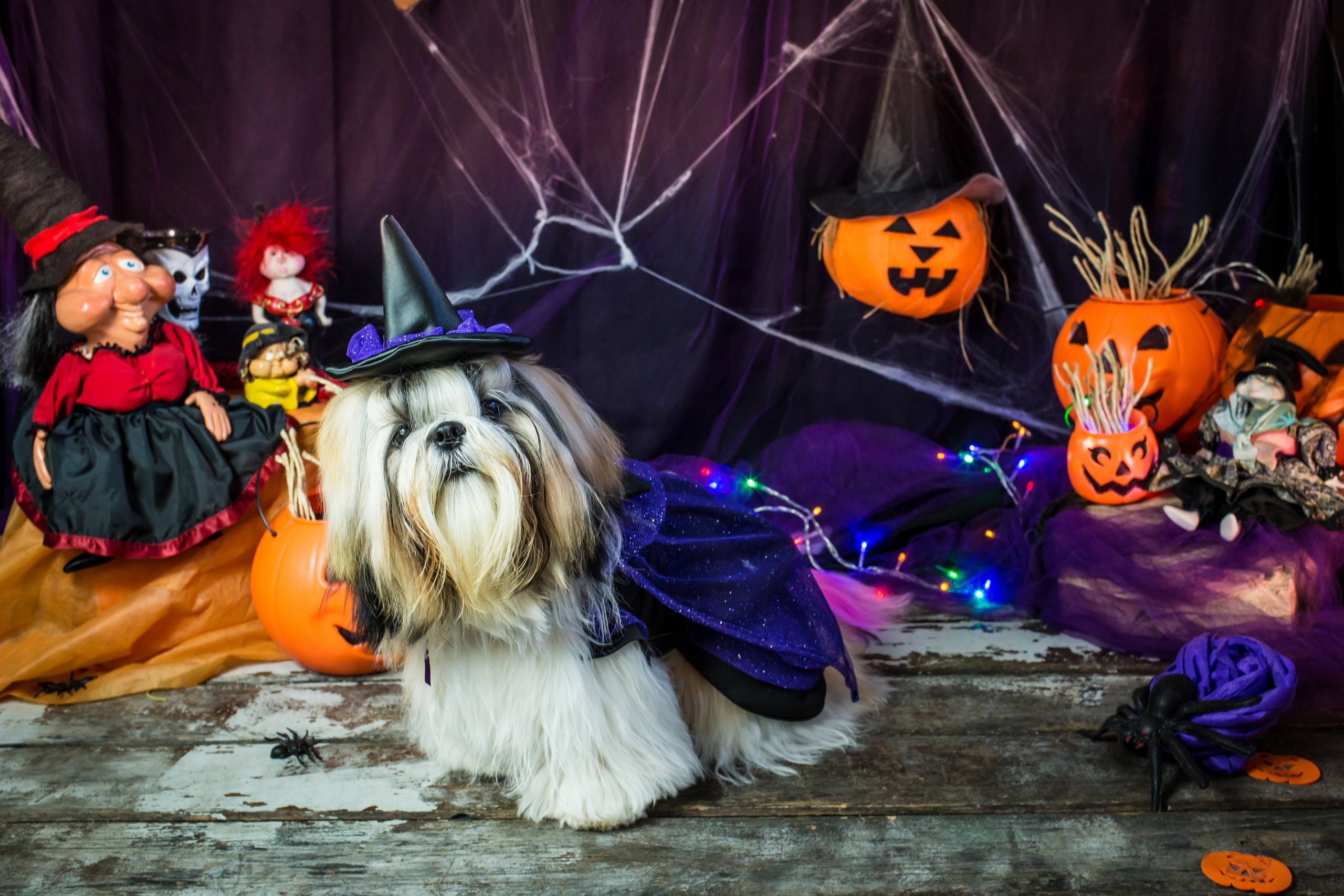 Hallowen — 2020 Doces ou travessuras. Fotografia Pet — estúdio, eventos, aniversários, ensaios temáticos