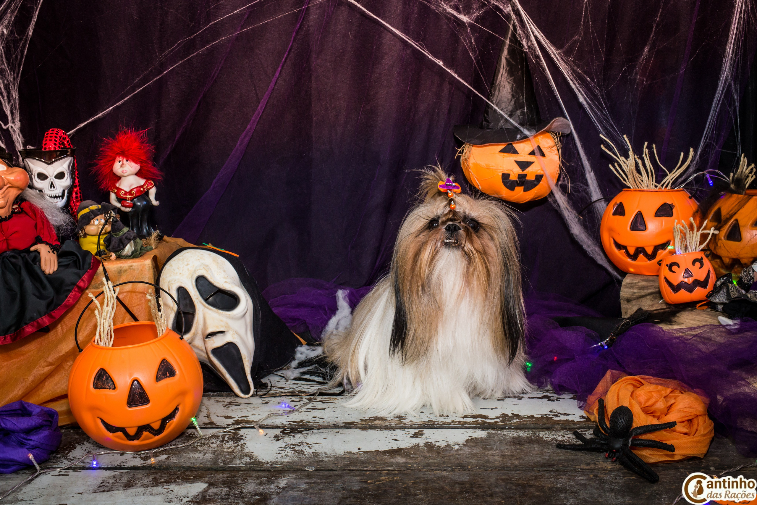 Hallowen — 2020 Doces ou travessuras. Fotografia Pet — estúdio, eventos, aniversários, ensaios temáticos