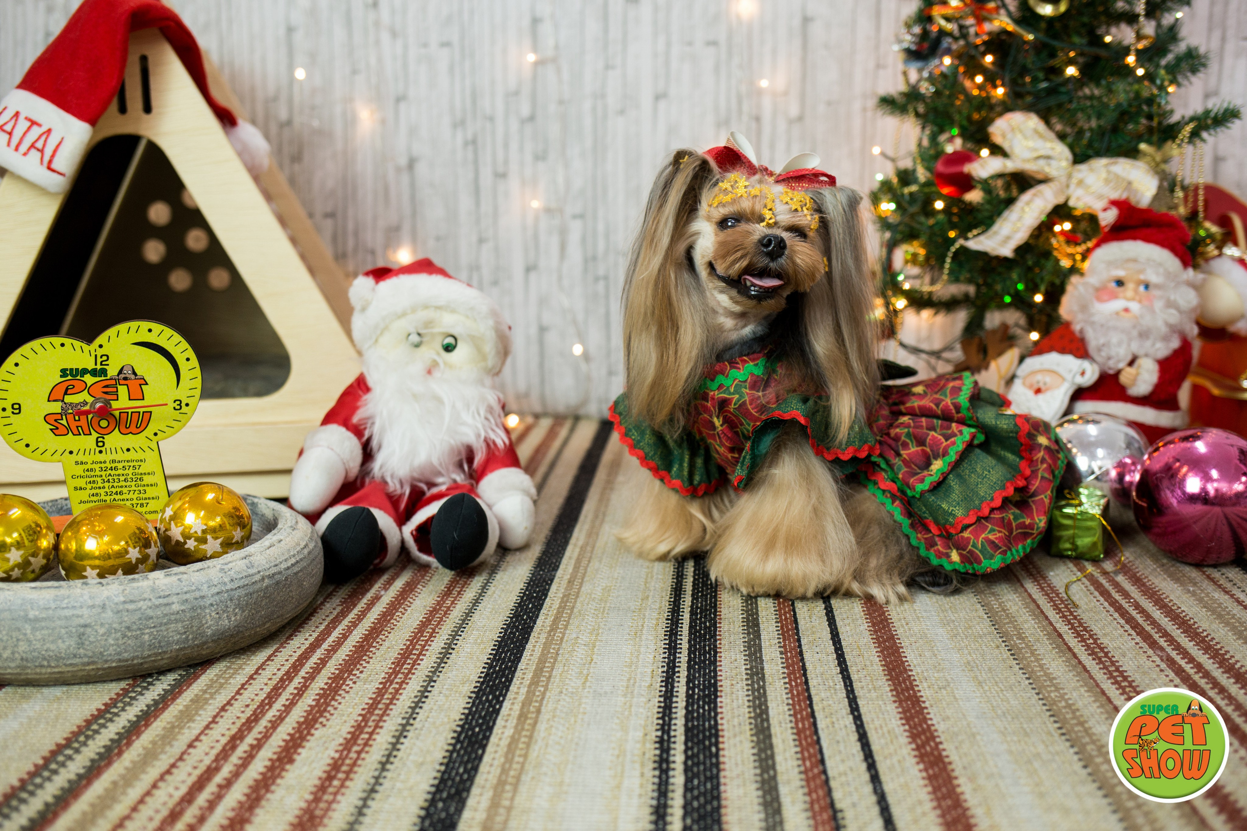 2019 — Natal encantado dos Pets. Fotografia Pet — estúdio, eventos, aniversários, ensaios temáticos