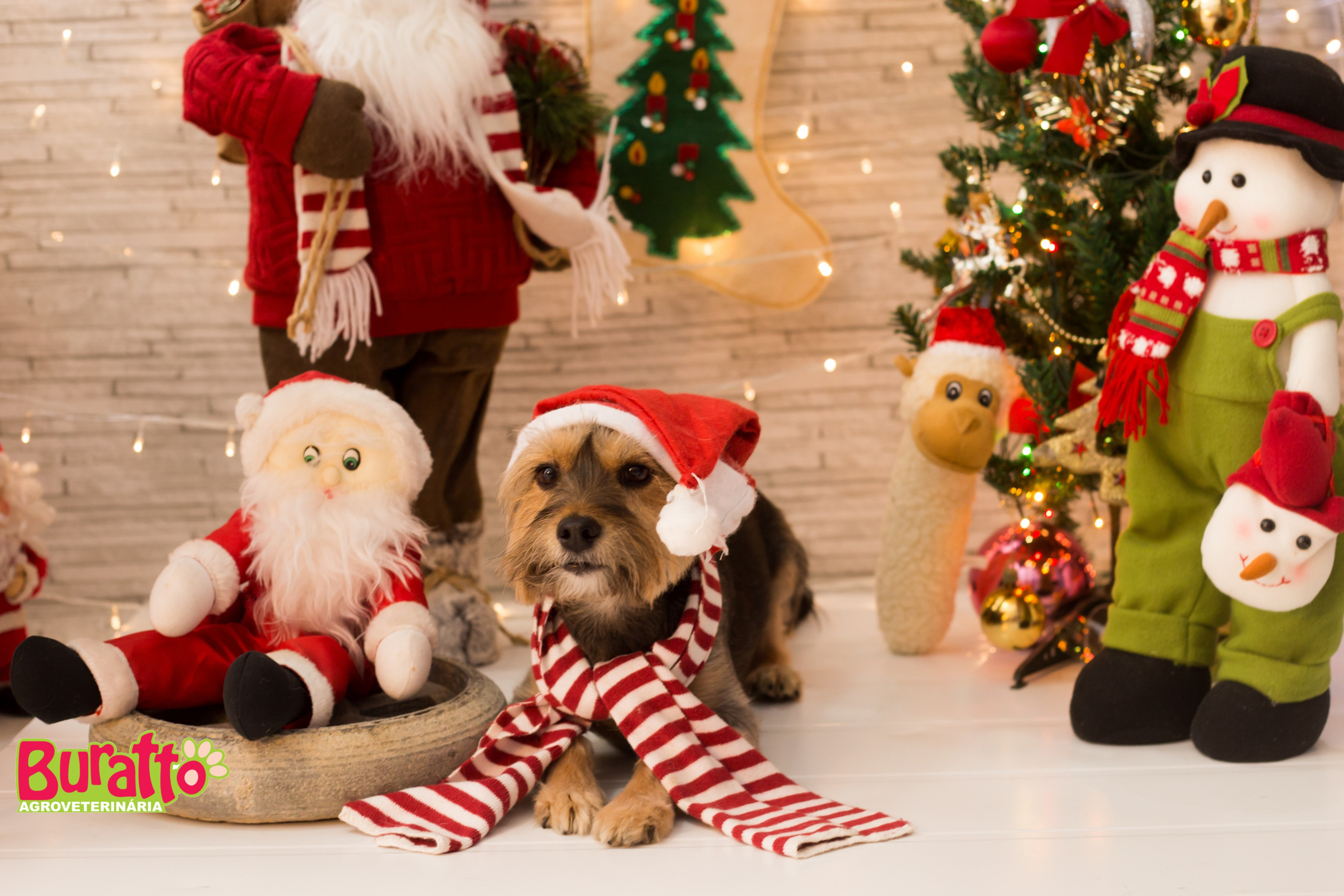 2018 — Natal encantado dos Pets. Fotografia Pet — estúdio, eventos, aniversários, ensaios temáticos