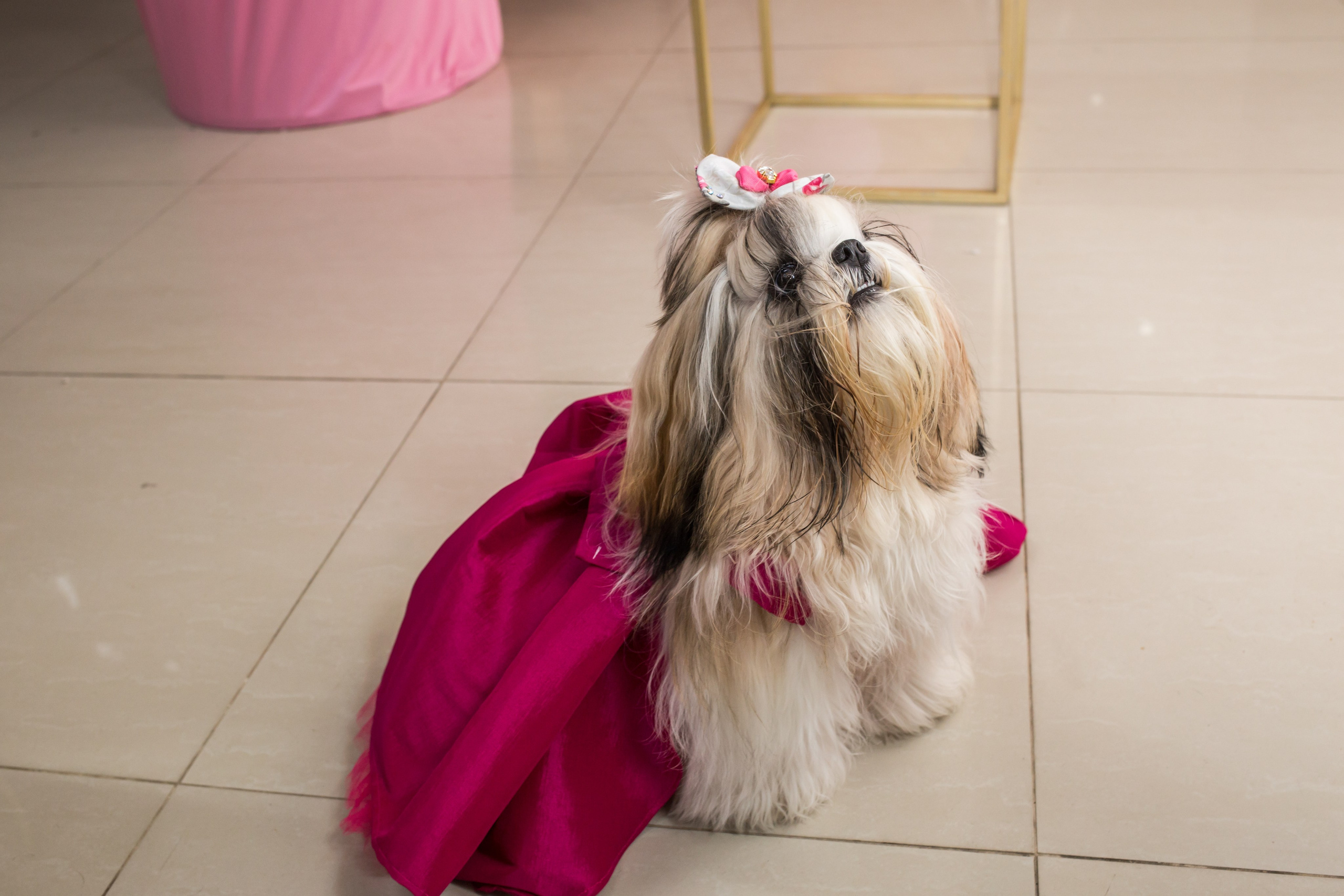 Kiara — 1 aninho. Fotografia Pet — estúdio, eventos, aniversários, ensaios temáticos