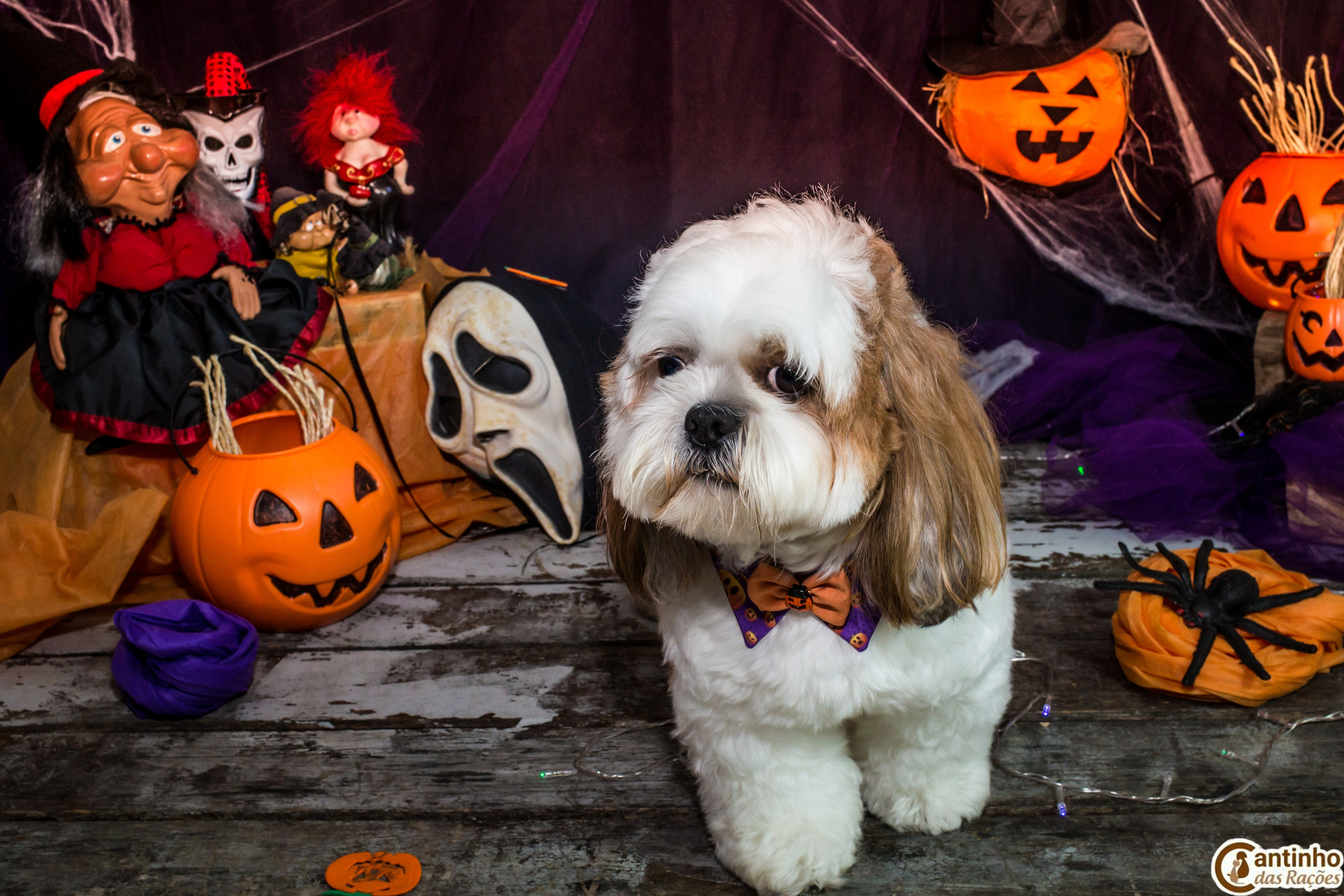 Hallowen — 2020 Doces ou travessuras. Fotografia Pet — estúdio, eventos, aniversários, ensaios temáticos