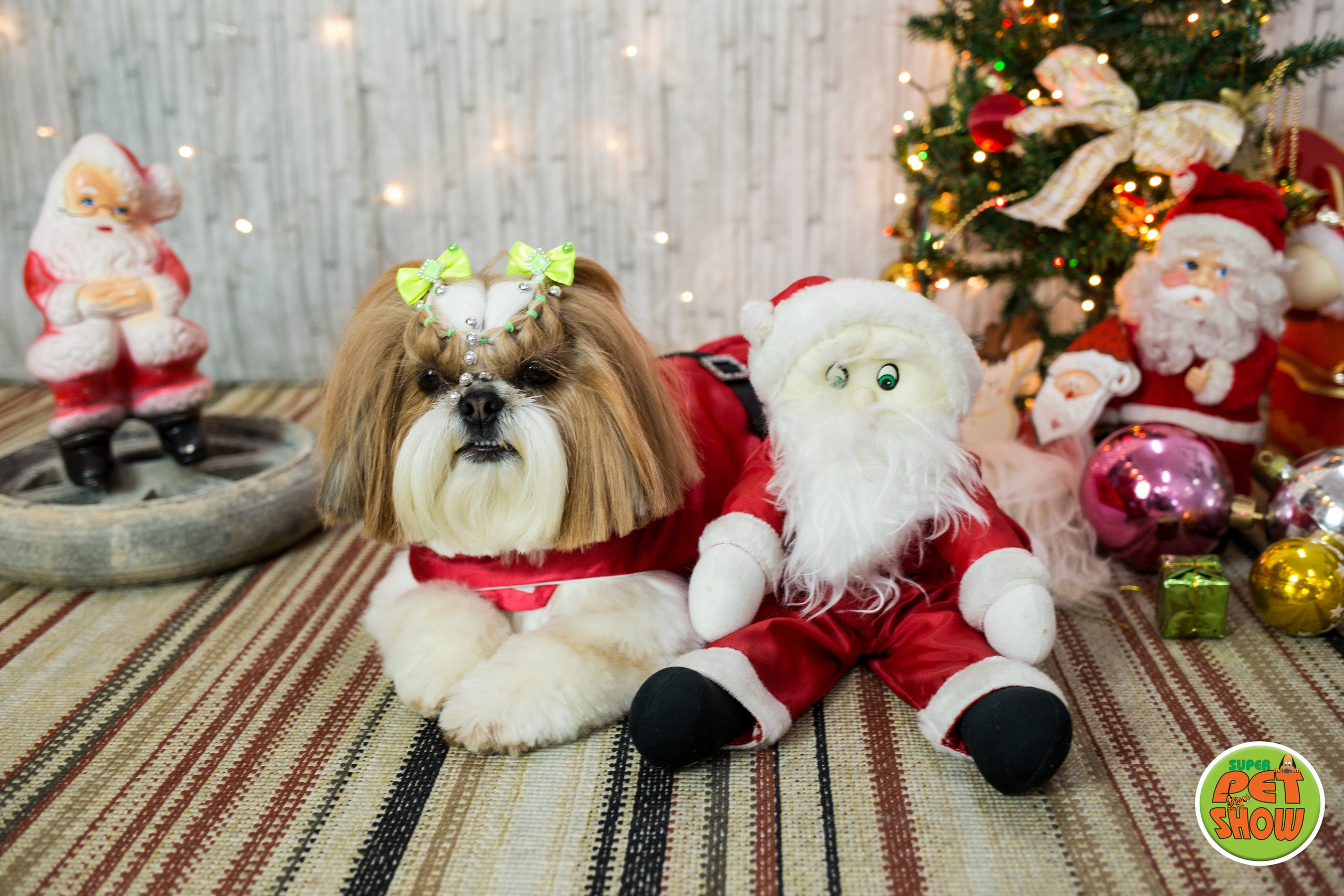 2019 — Natal encantado dos Pets. Fotografia Pet — estúdio, eventos, aniversários, ensaios temáticos