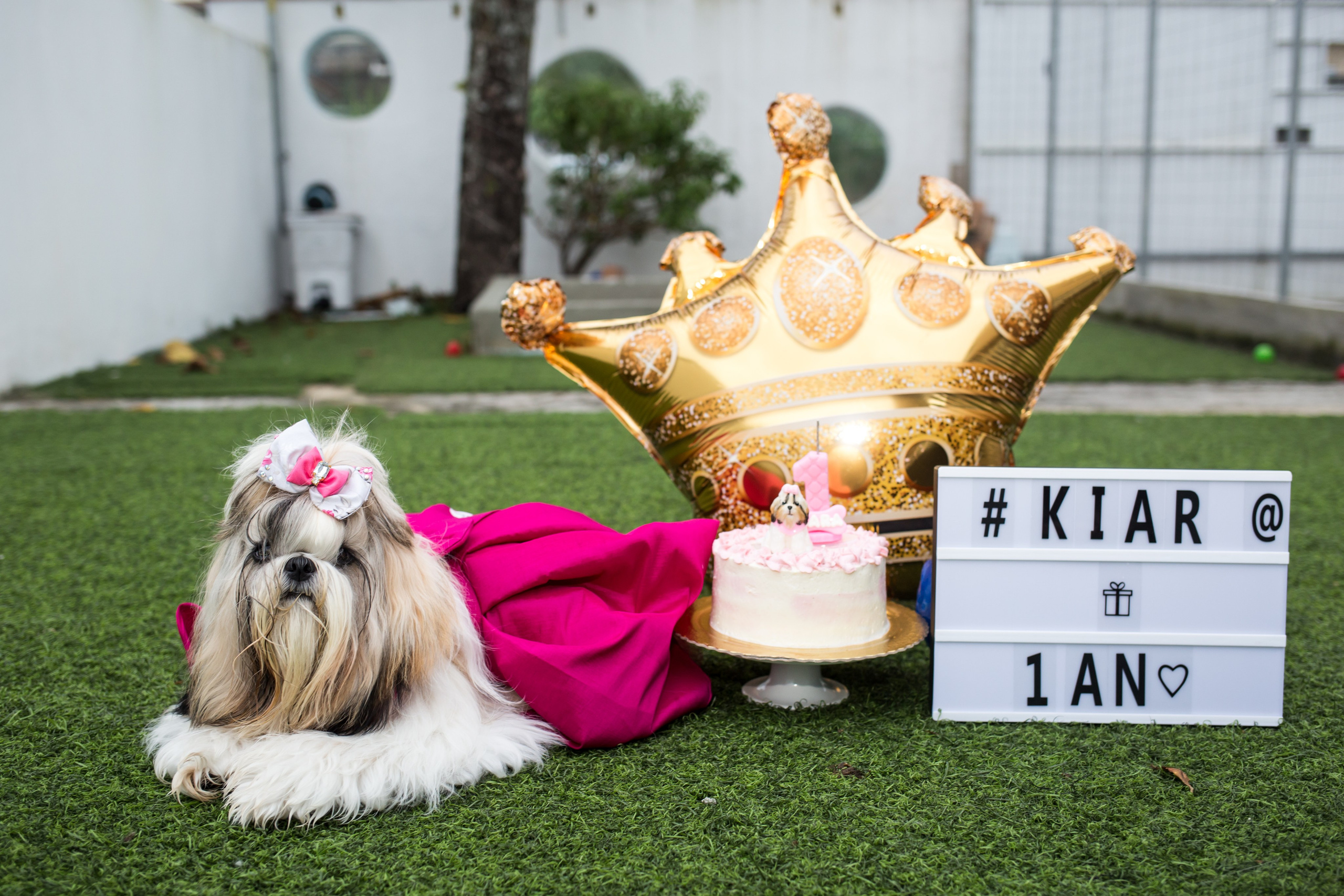 Kiara — 1 aninho. Fotografia Pet — estúdio, eventos, aniversários, ensaios temáticos