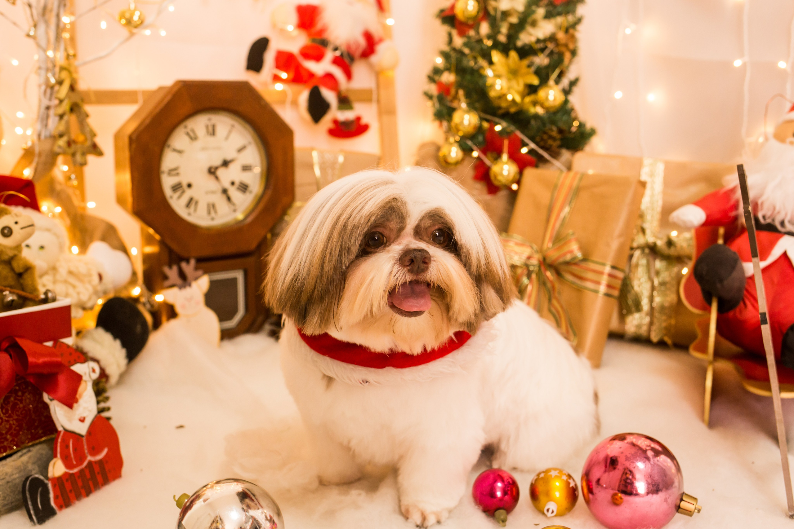 2021 — Natal encantado dos Pets. Fotografia Pet — estúdio, eventos, aniversários, ensaios temáticos