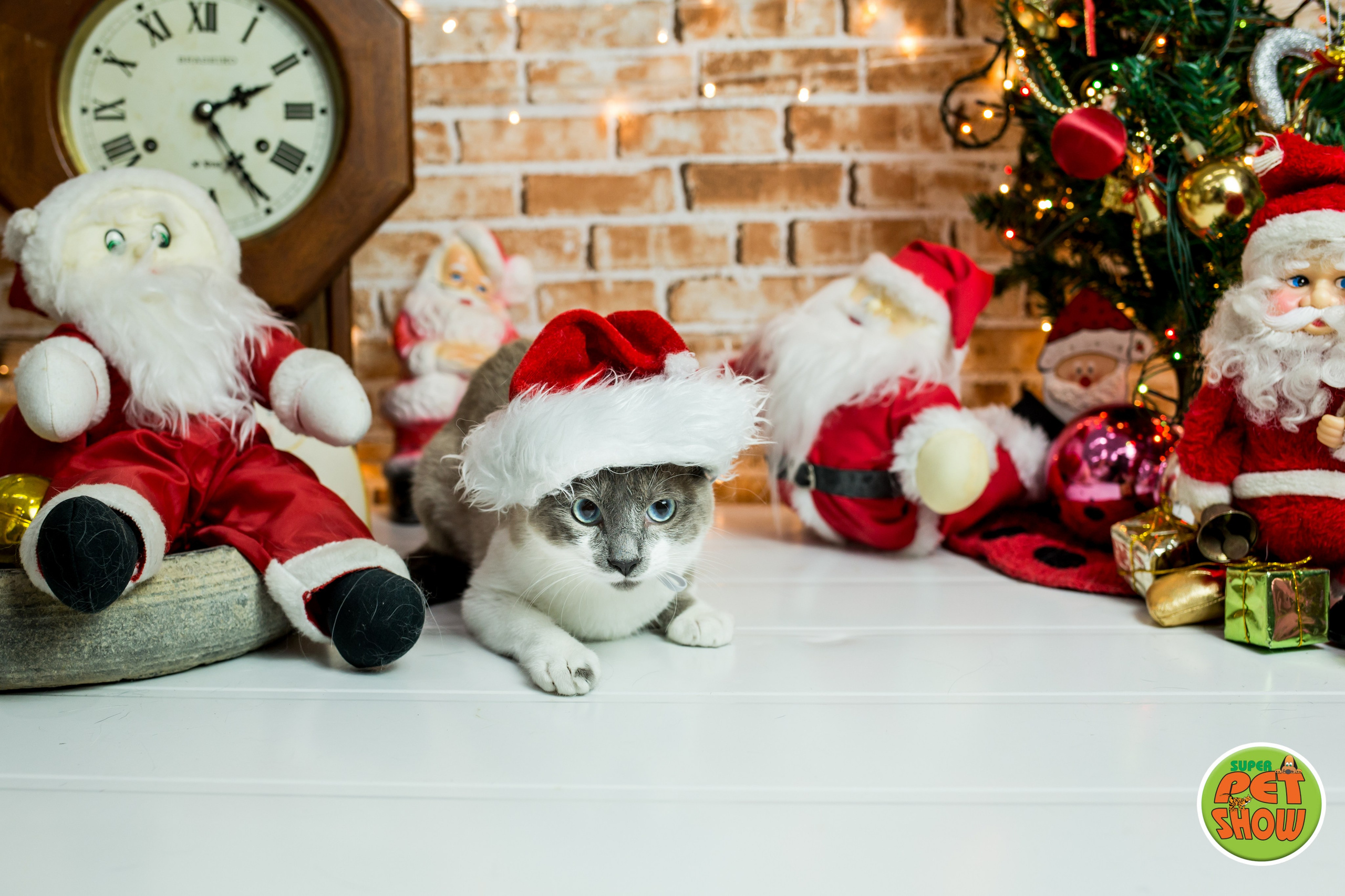 2019 — Natal encantado dos Pets. Fotografia Pet — estúdio, eventos, aniversários, ensaios temáticos