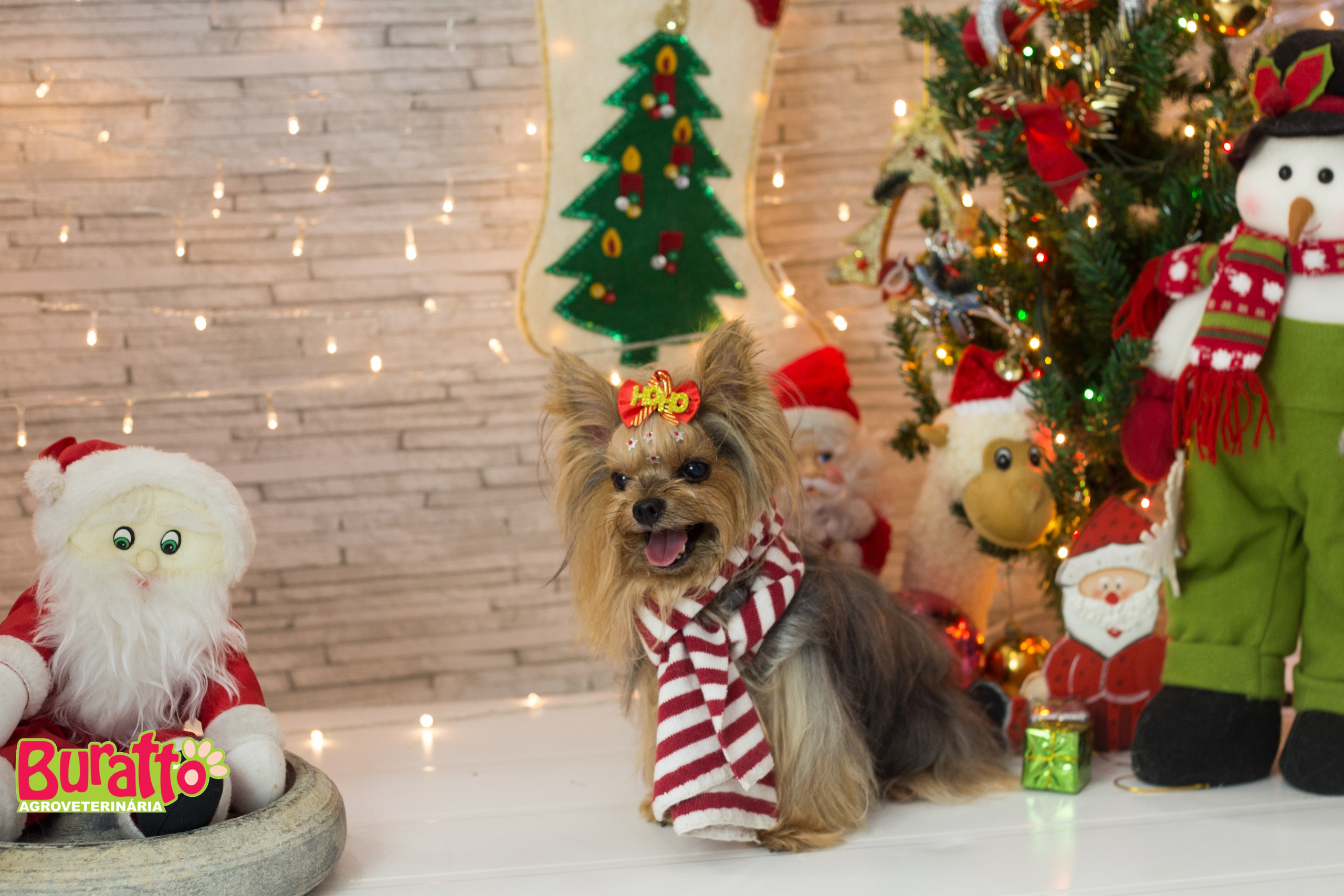 2018 — Natal encantado dos Pets. Fotografia Pet — estúdio, eventos, aniversários, ensaios temáticos