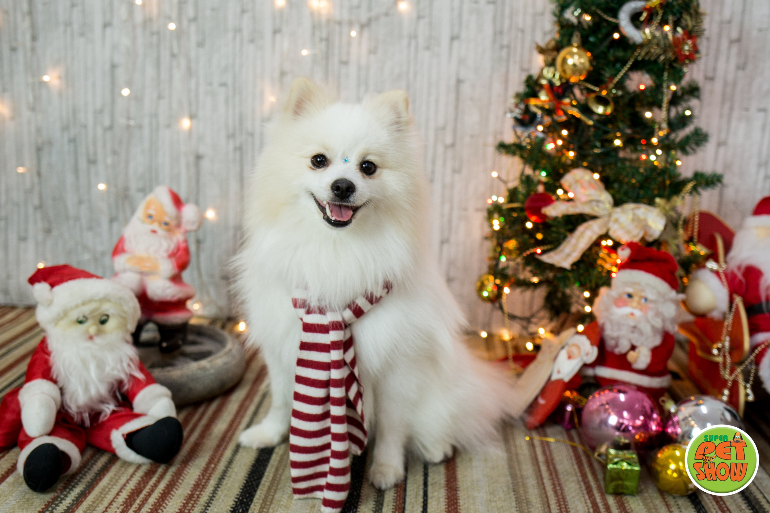 2019 — Natal encantado dos Pets. Fotografia Pet — estúdio, eventos, aniversários, ensaios temáticos