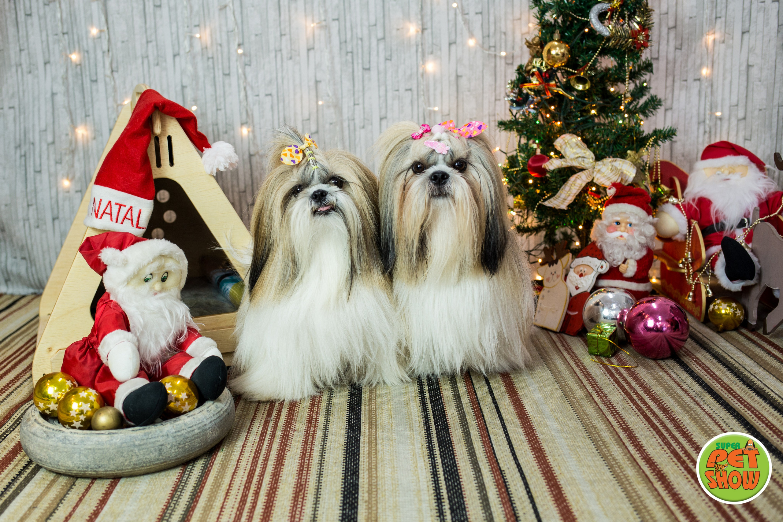 2019 — Natal encantado dos Pets. Fotografia Pet — estúdio, eventos, aniversários, ensaios temáticos